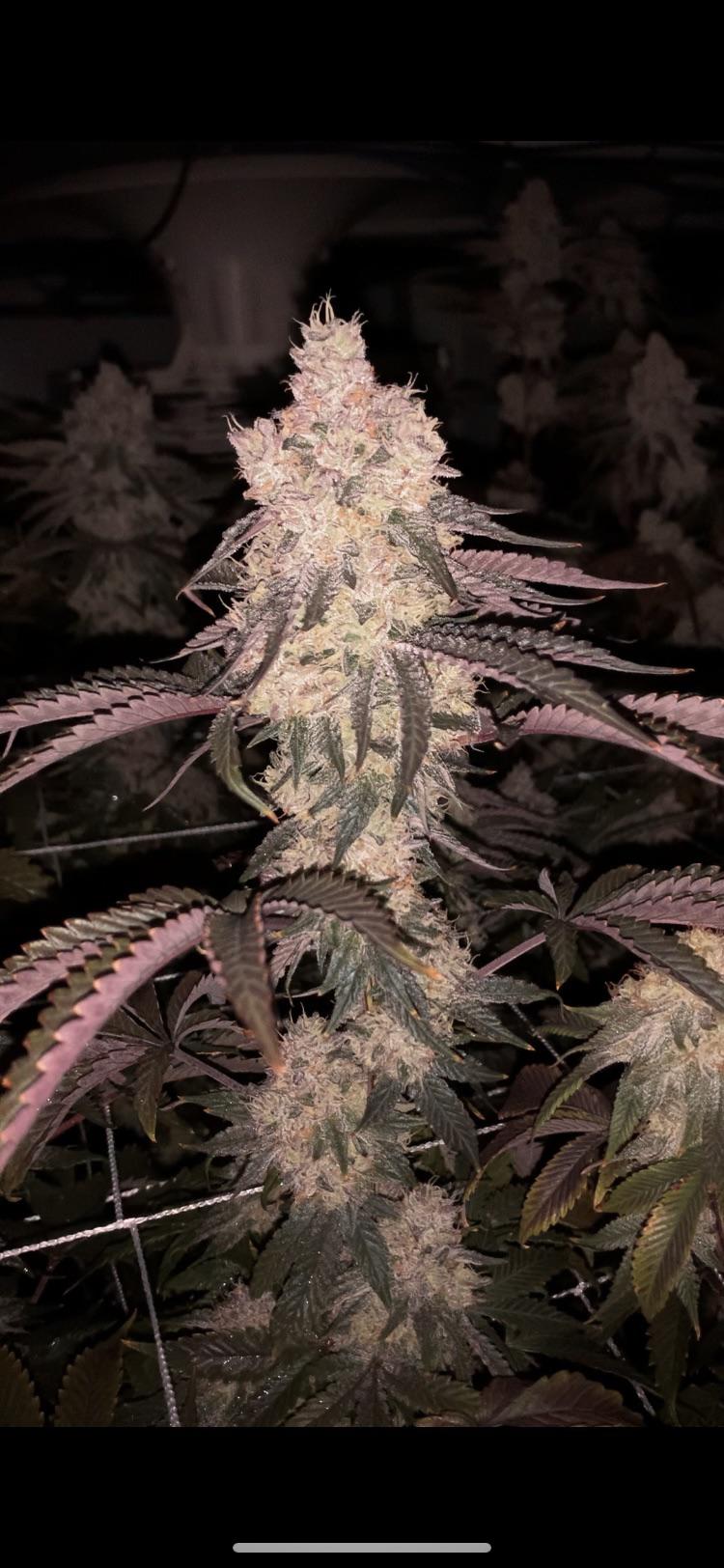 london pound cake x kush mints Reddit post and comment search SocialGrep