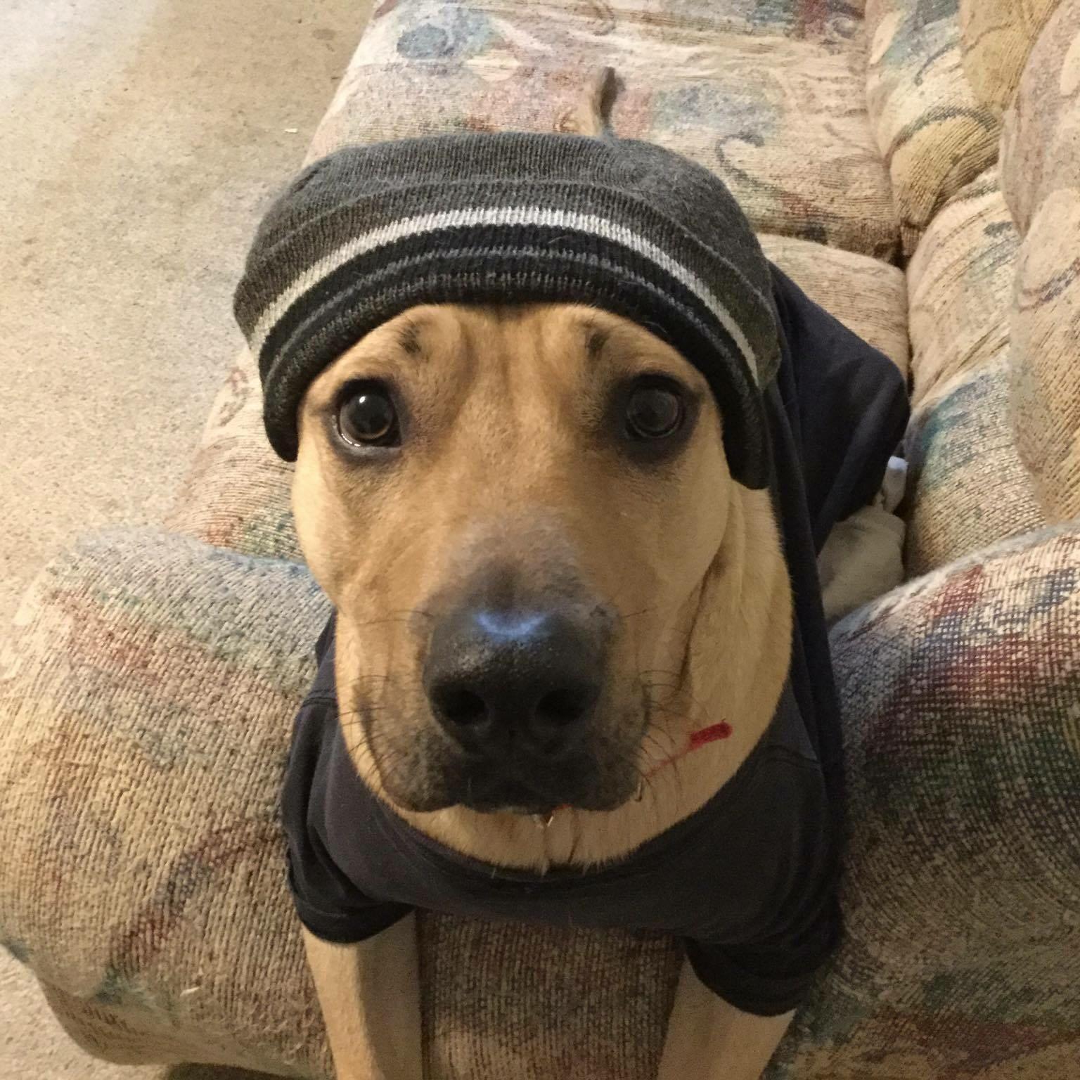 I always thought dressing up your dog was stupid. Until I got a dog and