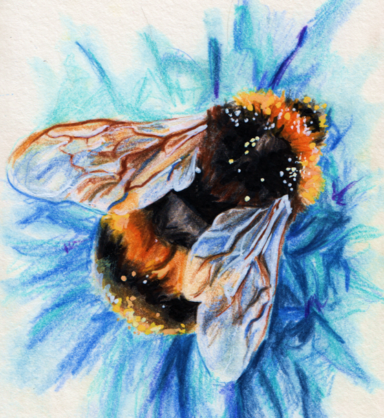 I drew a fuzzy bumble bee, what do you guys think? Jazza