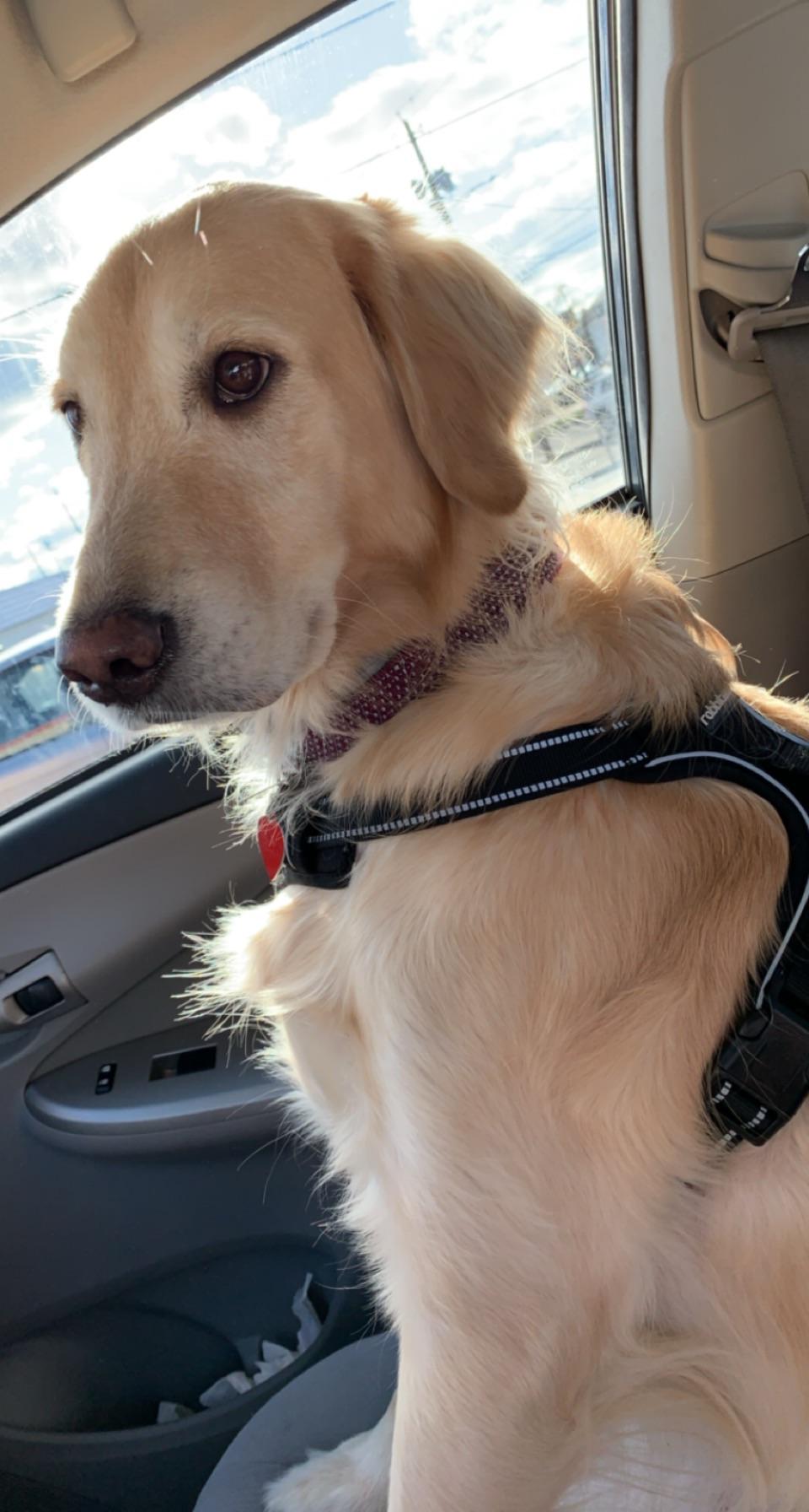My golden is 2 and her face looks like it’s turning white, is this