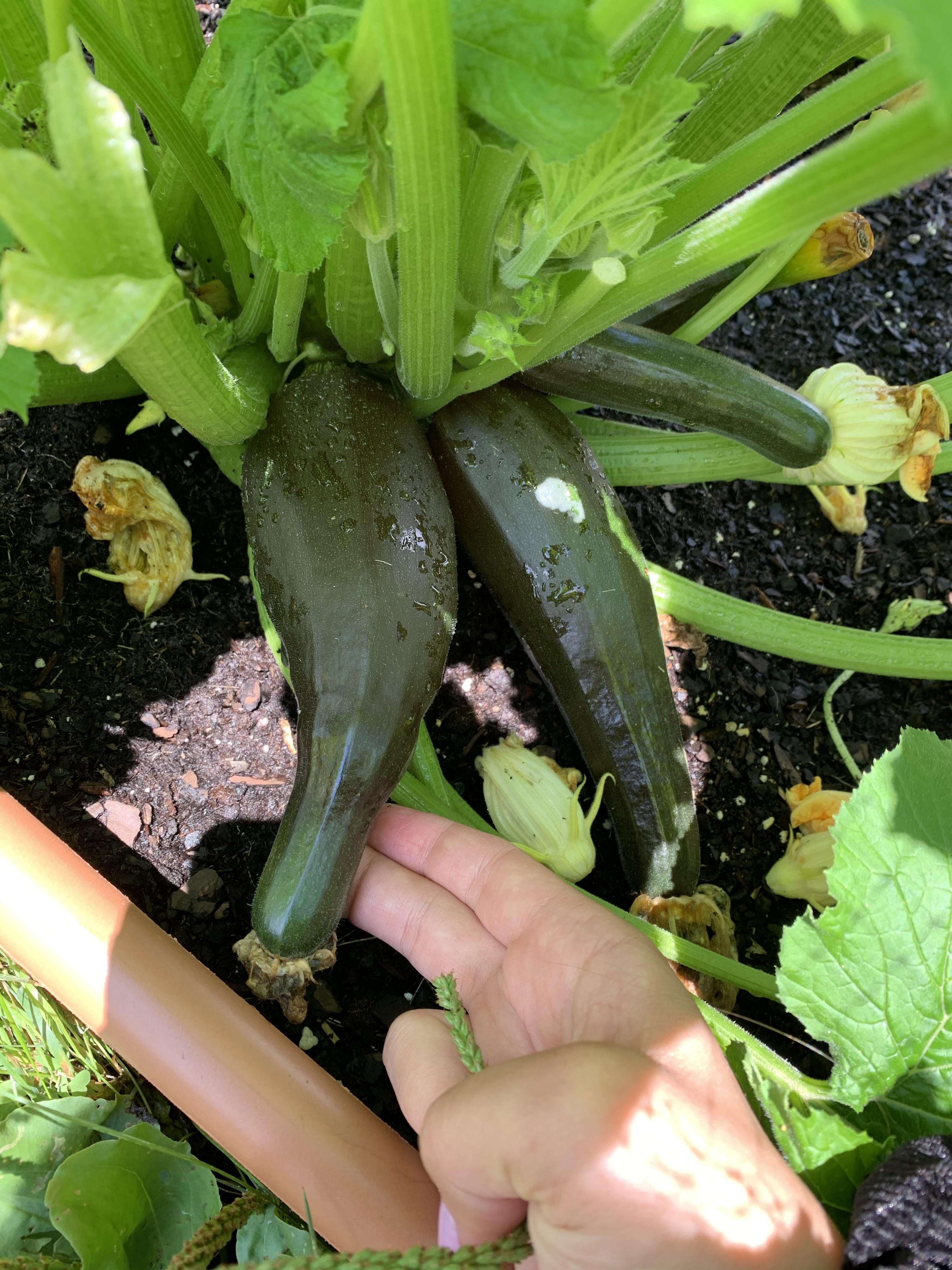 Why do my zucchini look like this? I’m new to gardening ( r/gardening