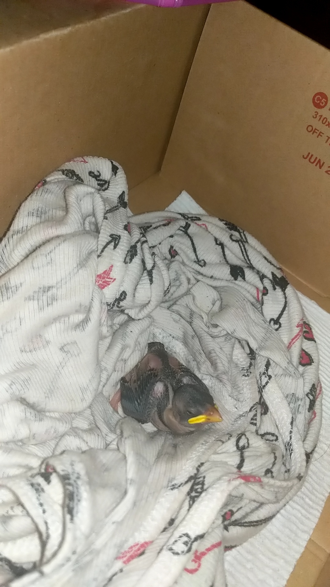 Abandoned baby bird I found last night r/birding