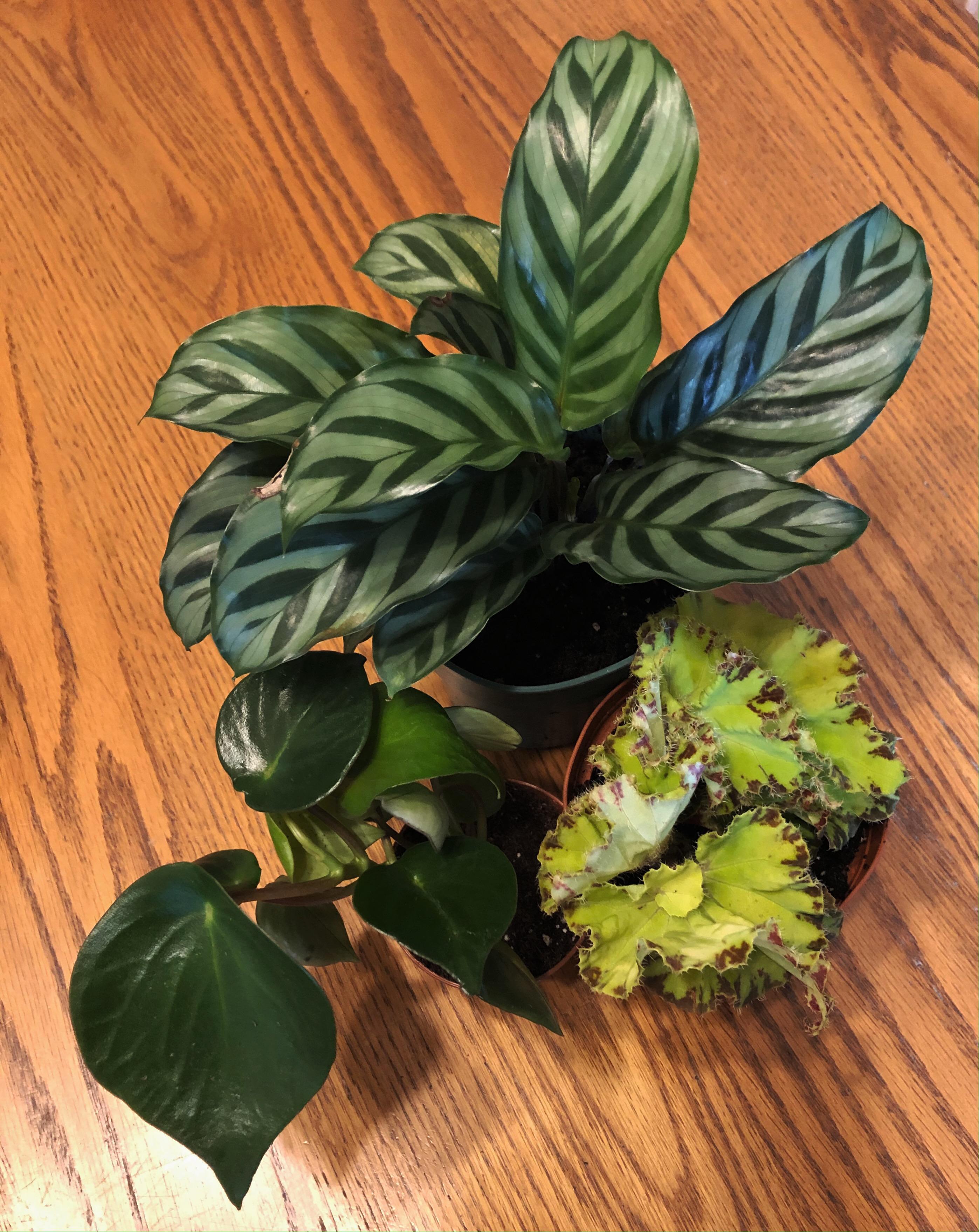 My Black Friday plant sale purchases came in the mail today! r