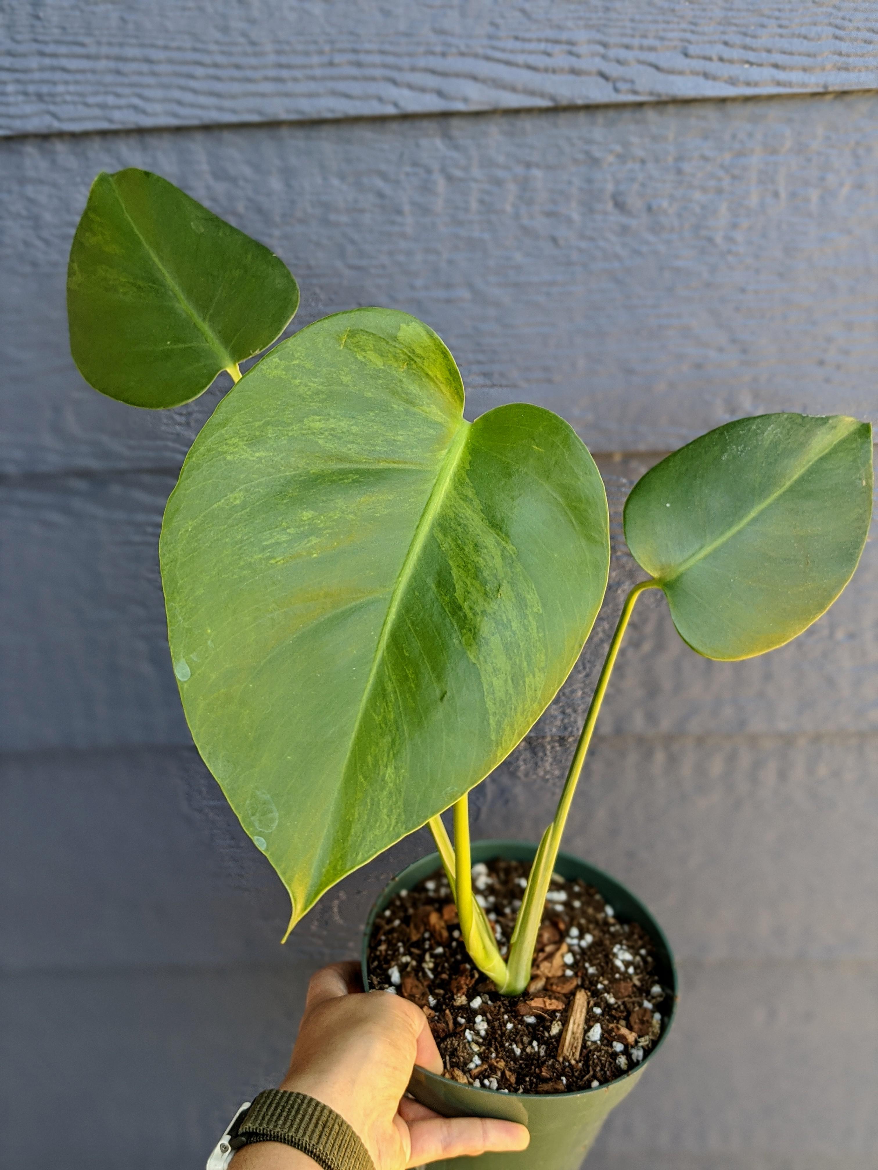 Because I keep getting asked here's an updated picture