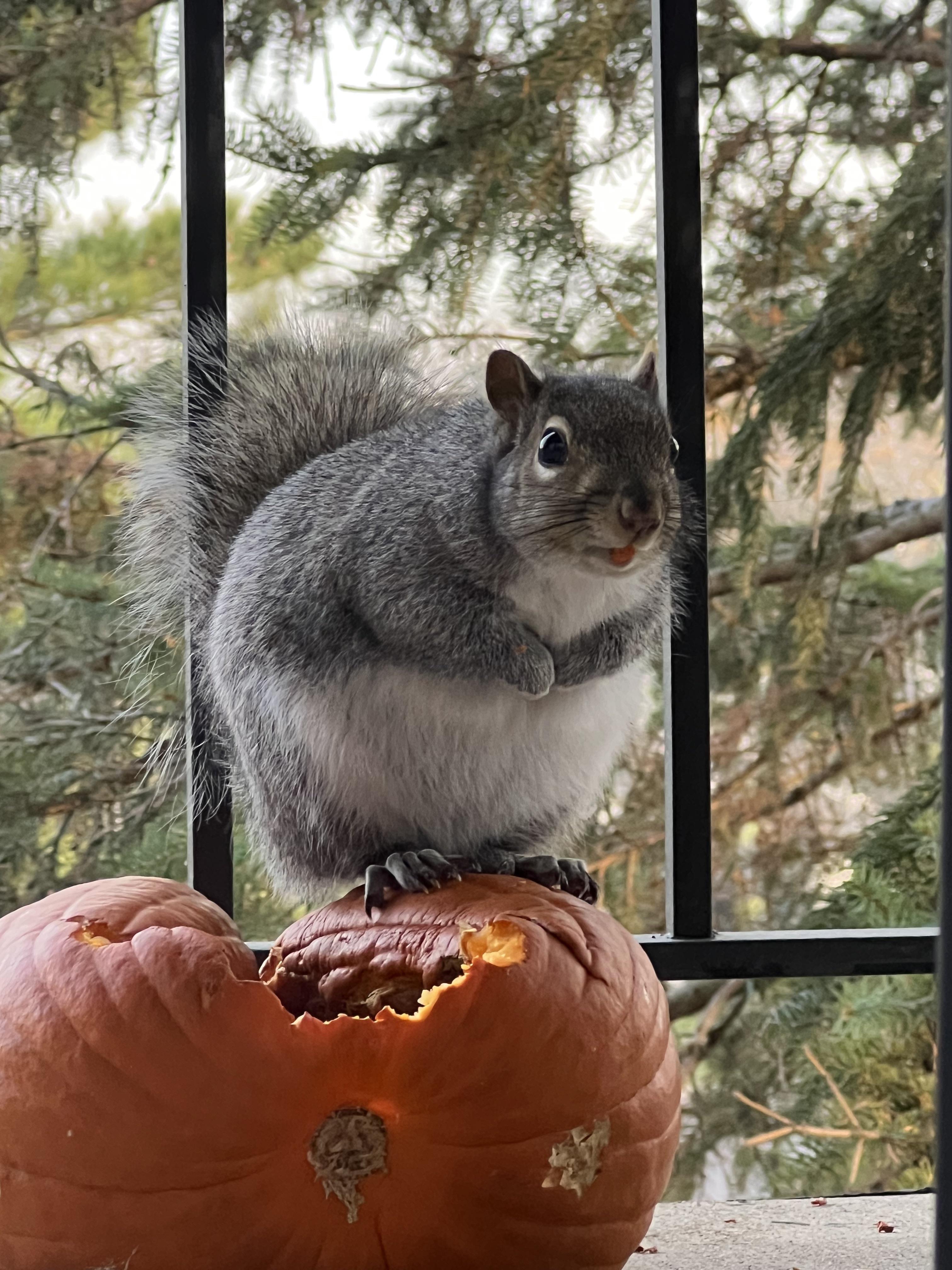 Fat squirrel [OC] [3024x4032] : r/AnimalPorn