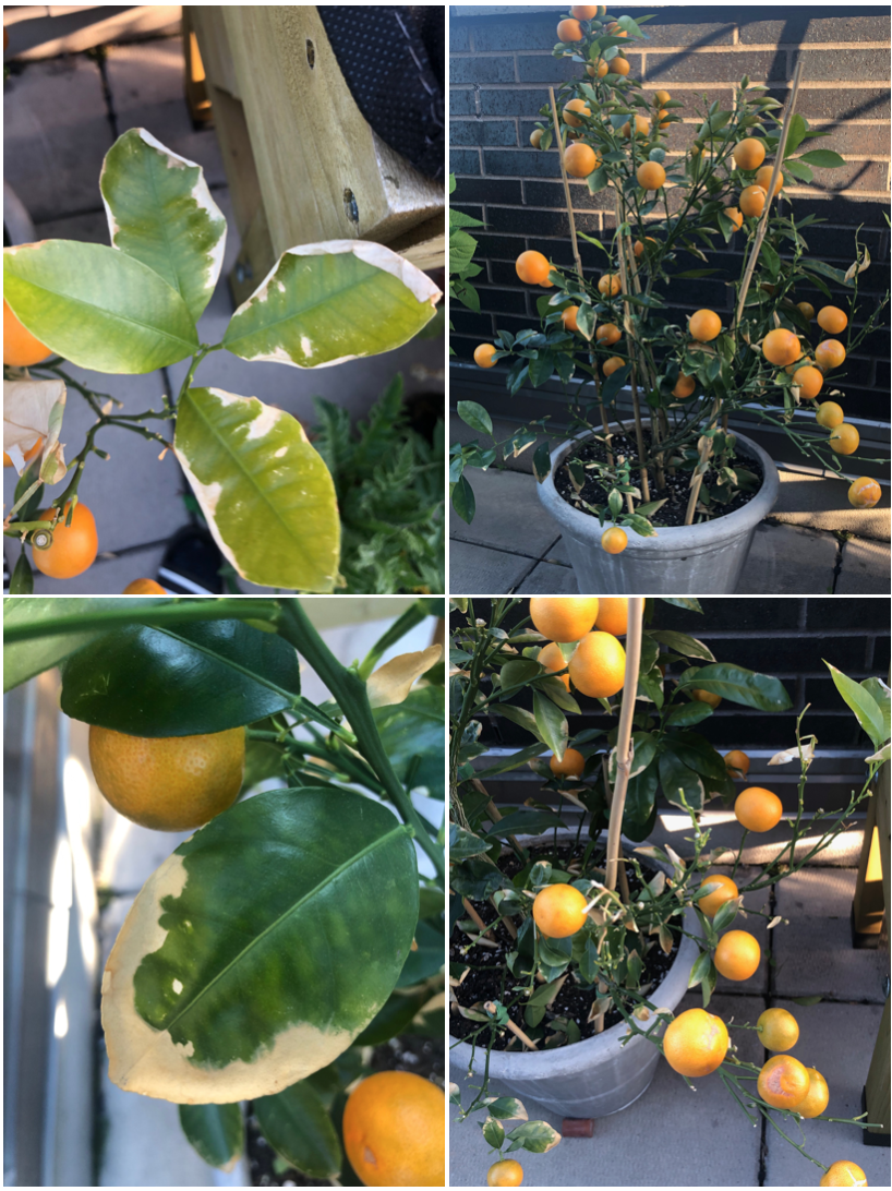 Help! Calamondin Orange plant's leaves are turning yellow / curling up