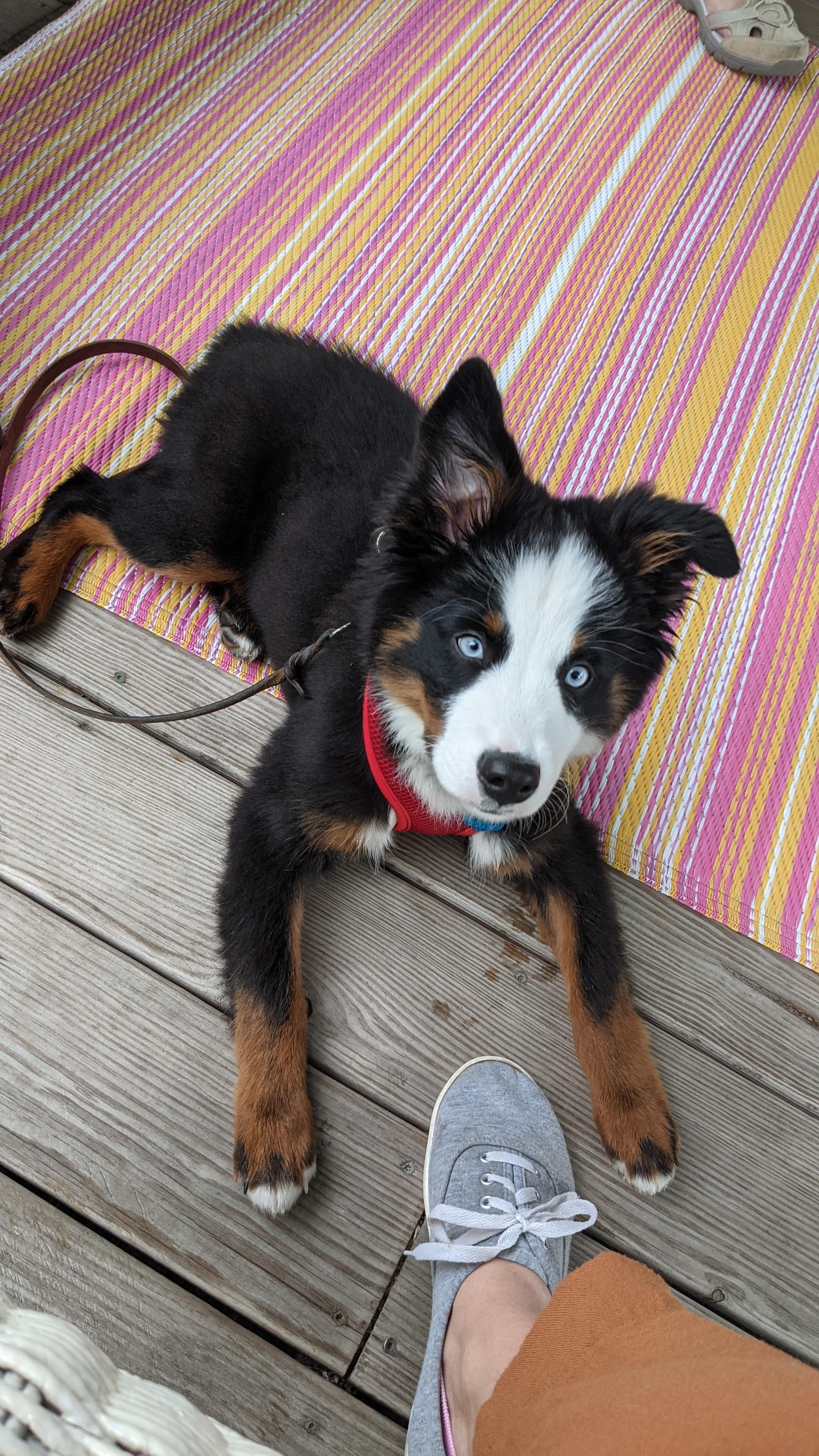 Rufferford B. Haves! I can't believe he's already 18 weeks