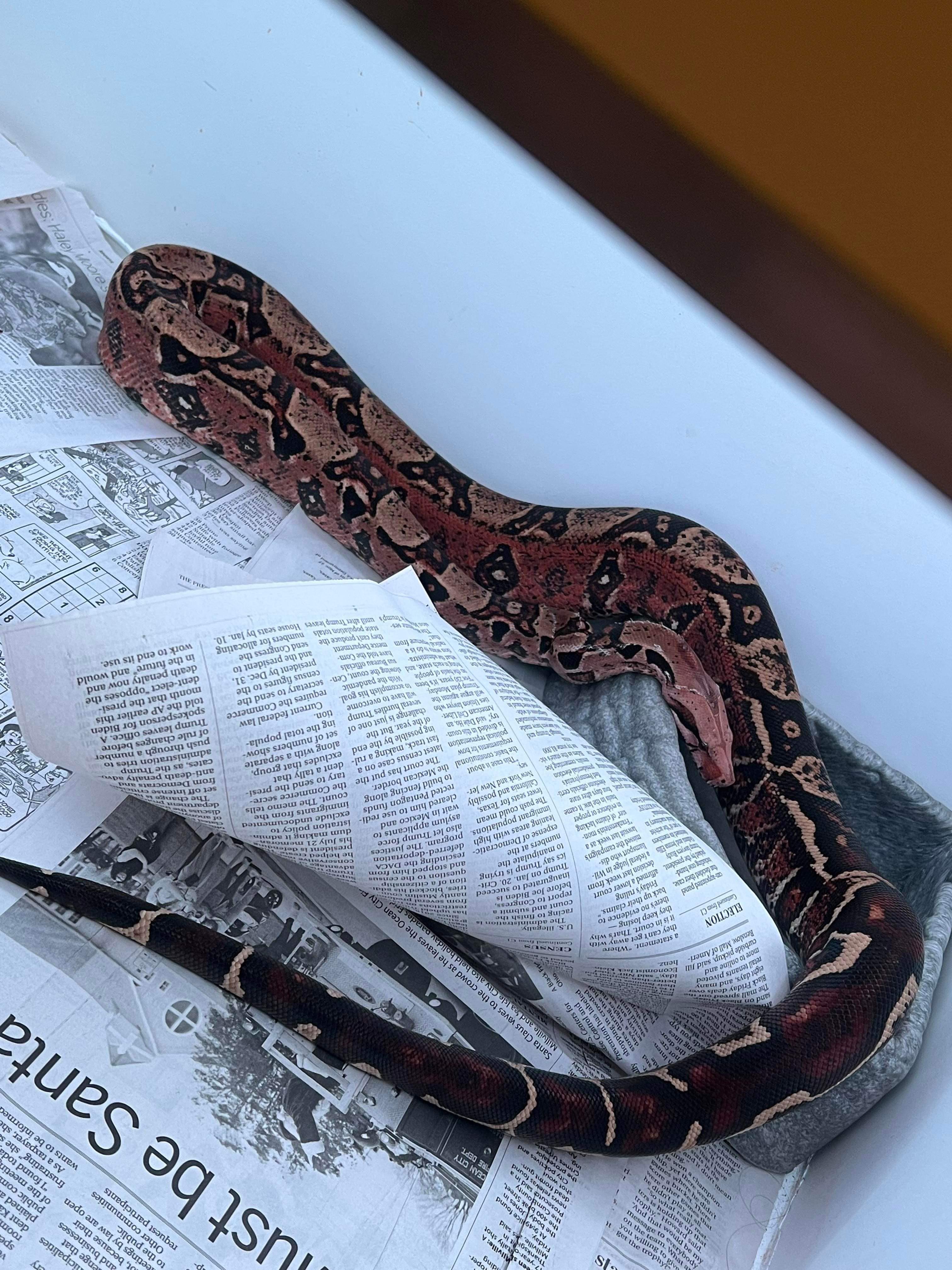 I was told this is a jungle x hog. What do you all think? How much