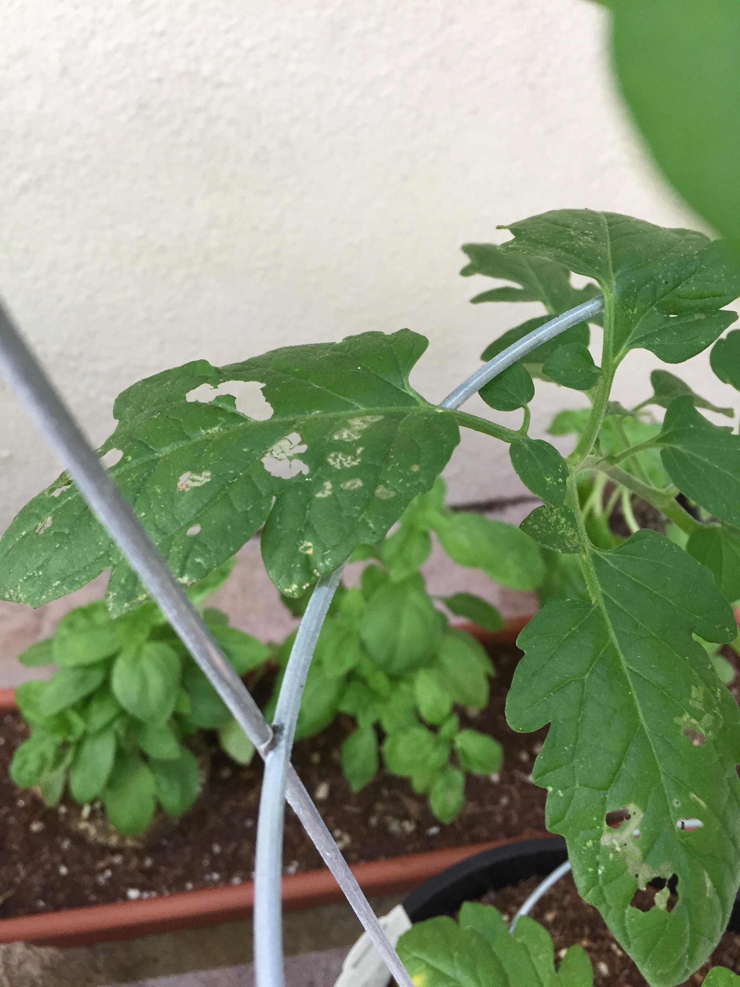What’s eating my tomato plants? r/gardening