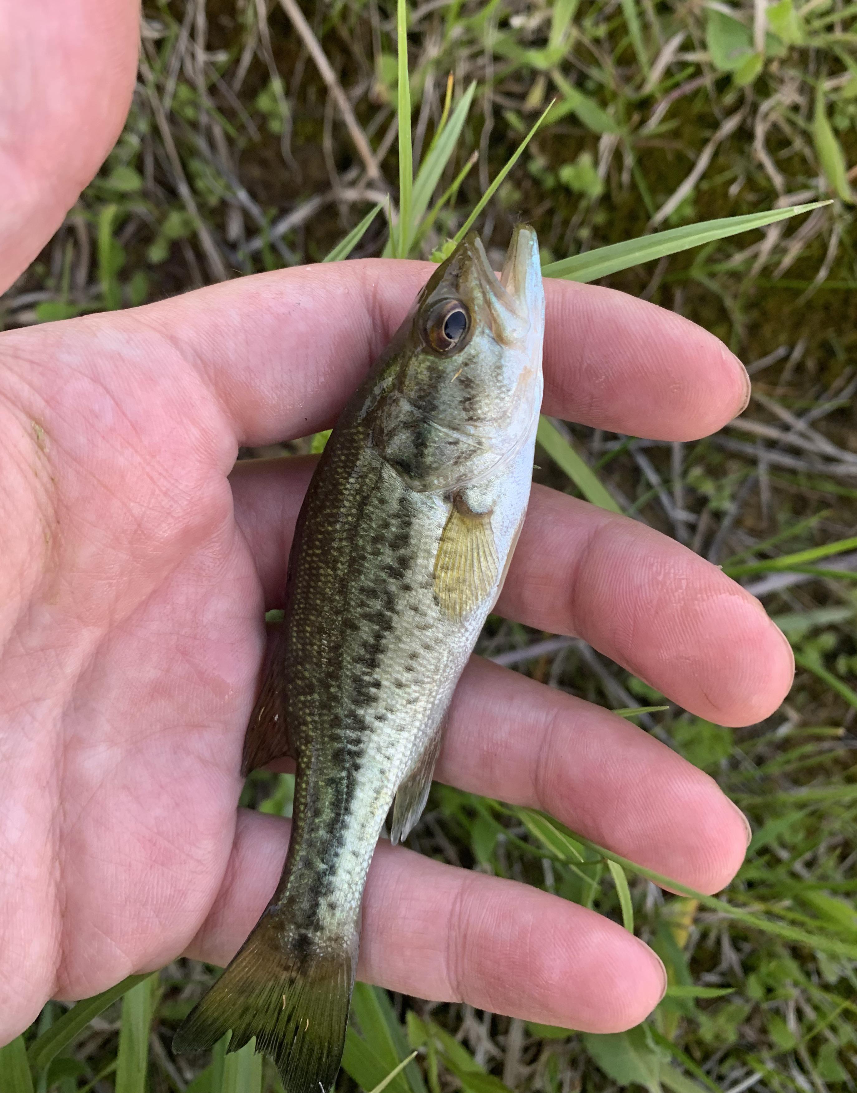 Beautiful baby bass r/Fishing