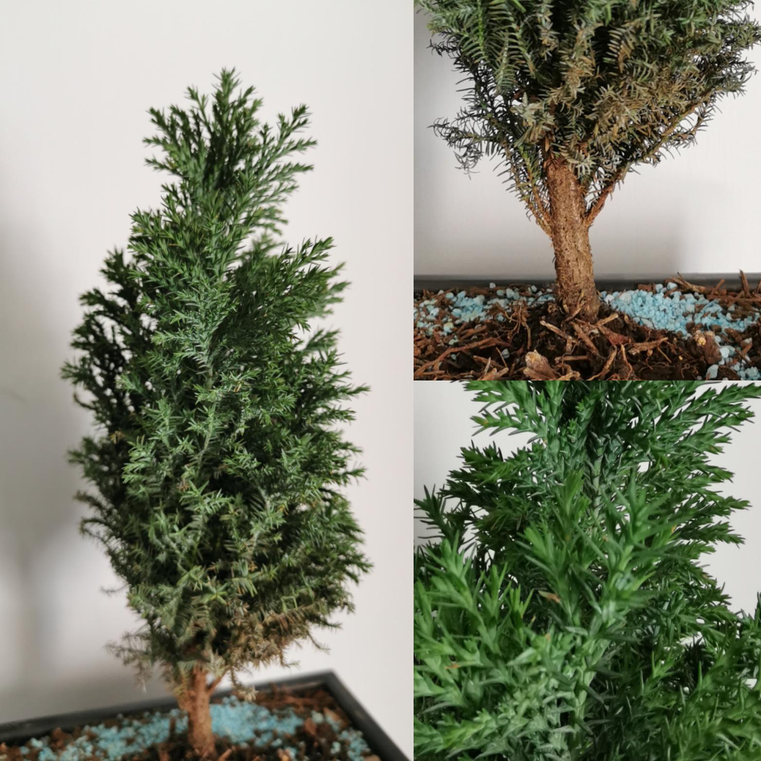 I was given this "bonsai" tree and would like to id it for proper care, was told to water it