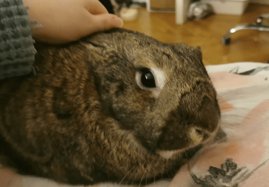 How do you guys deal with pet anxiety, since bunnies are so fragile