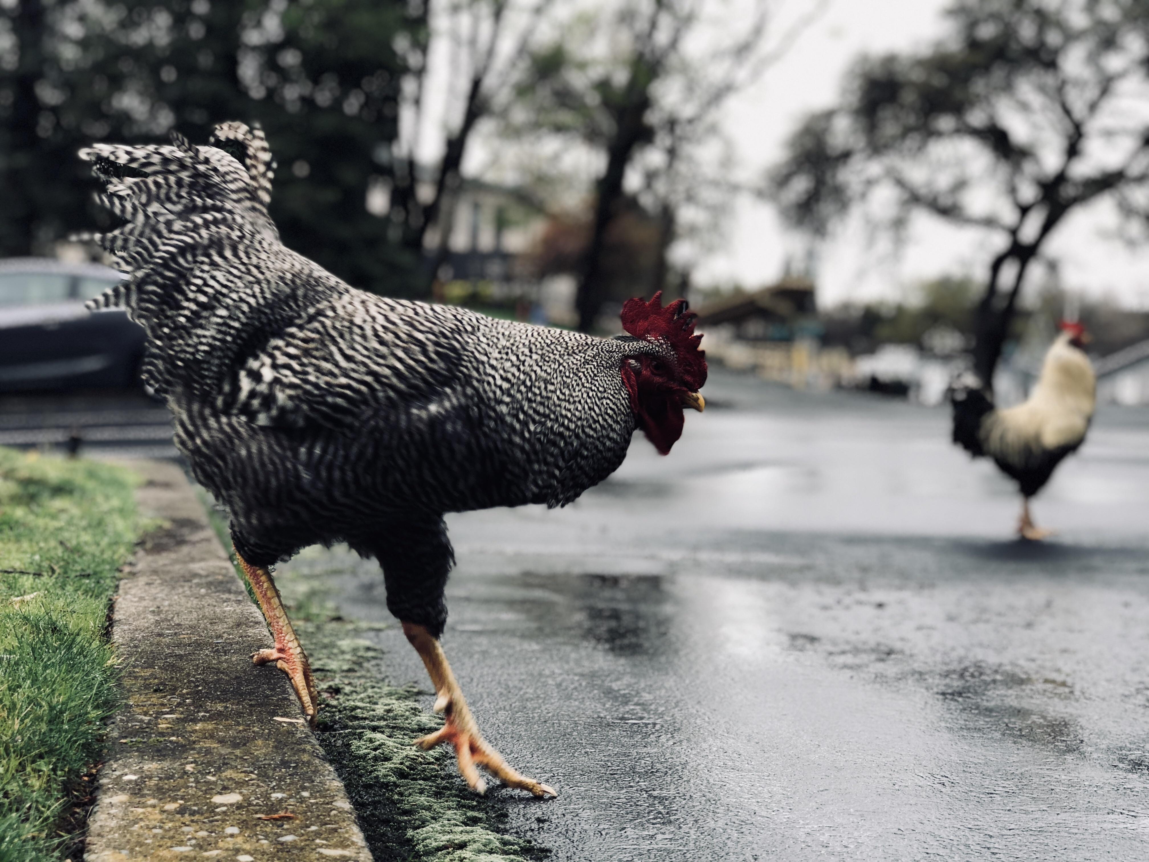 Took this picture of a wild Rooster in Fair Oaks CA. r/pics