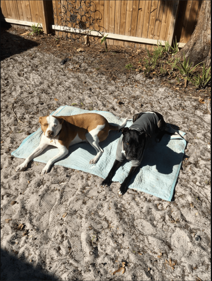 Puppy chewing crate bars Dogtraining