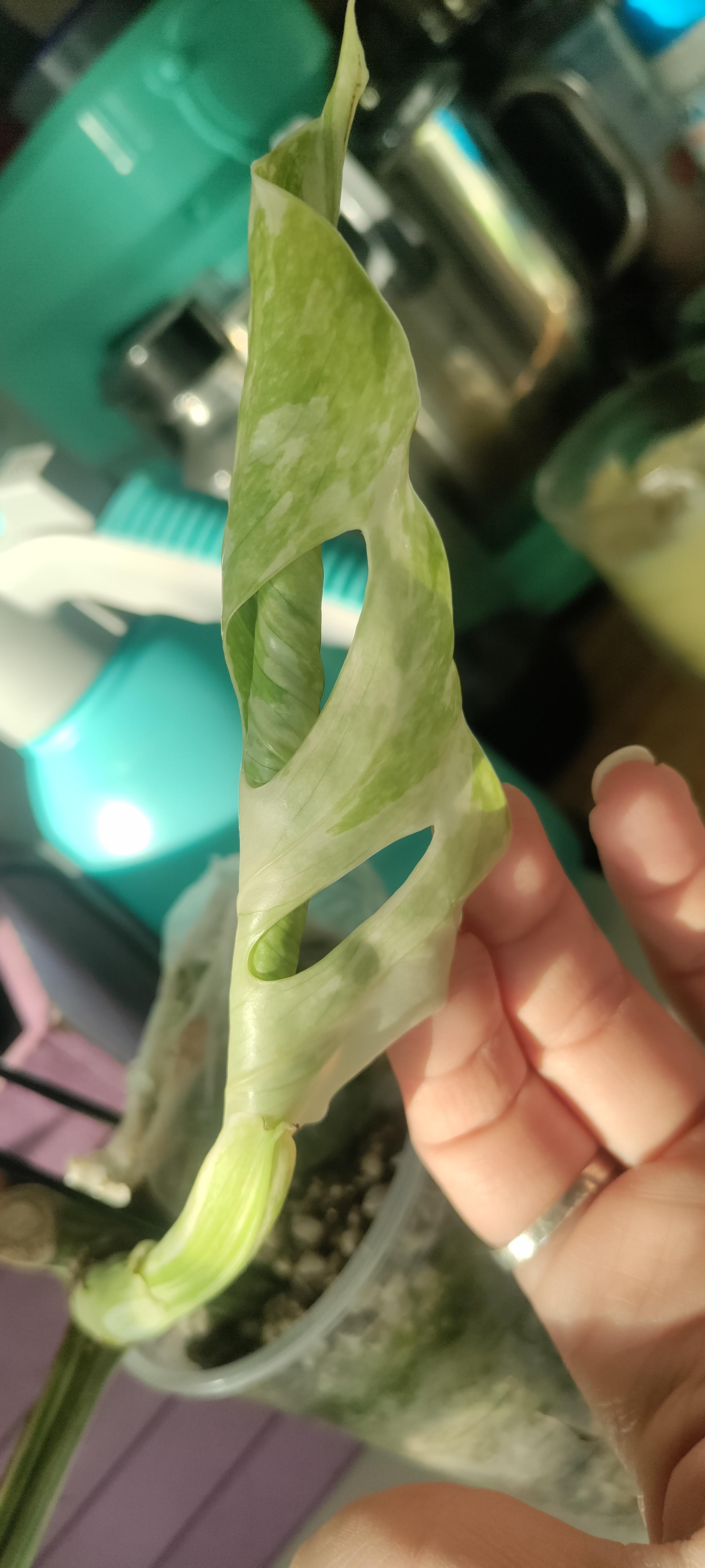 The first leaf already has fenestrations, and the marbling is so much