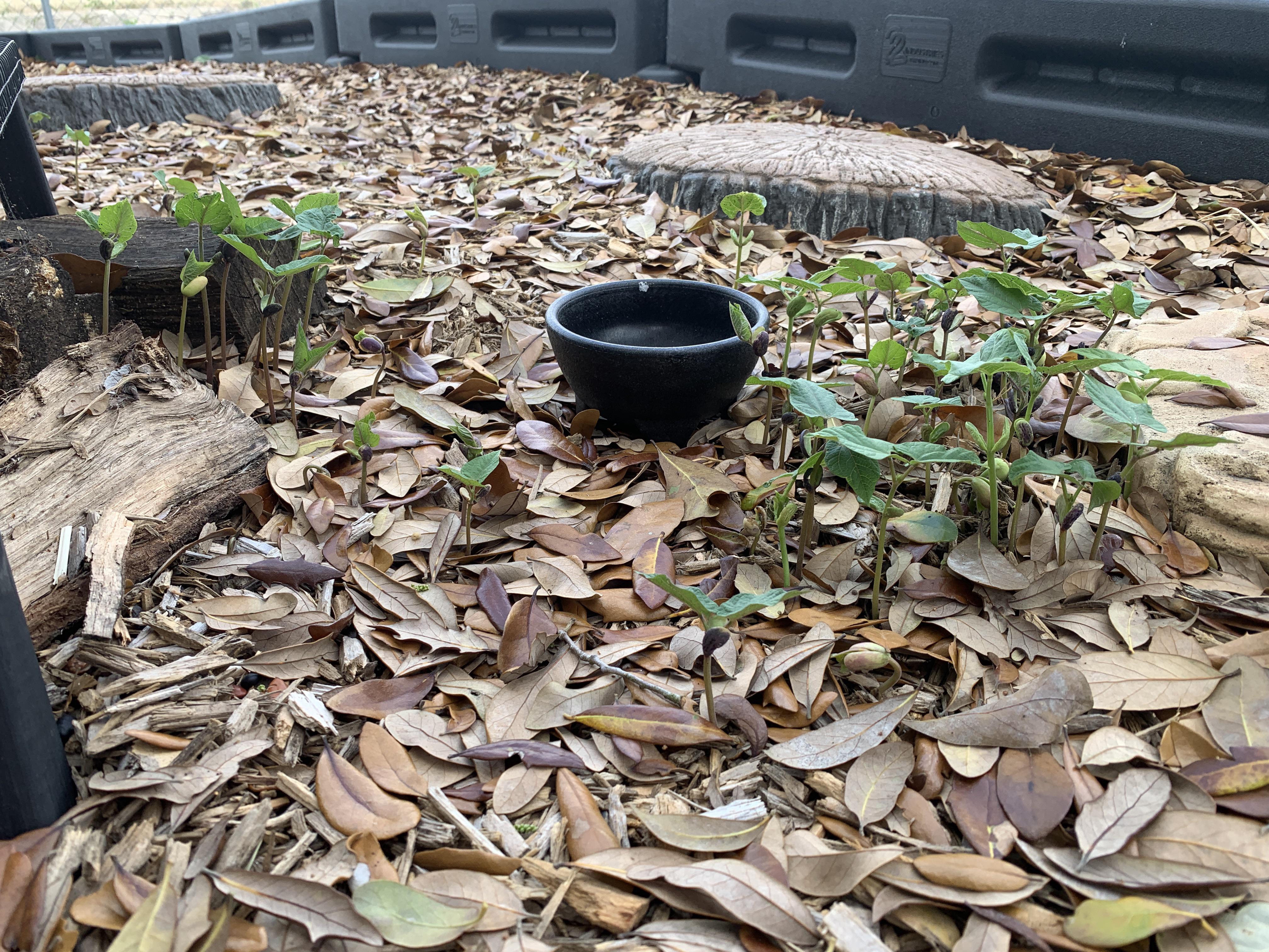 Can sulcatas eat pinto or kidney bean plants like these? r/Sulcata