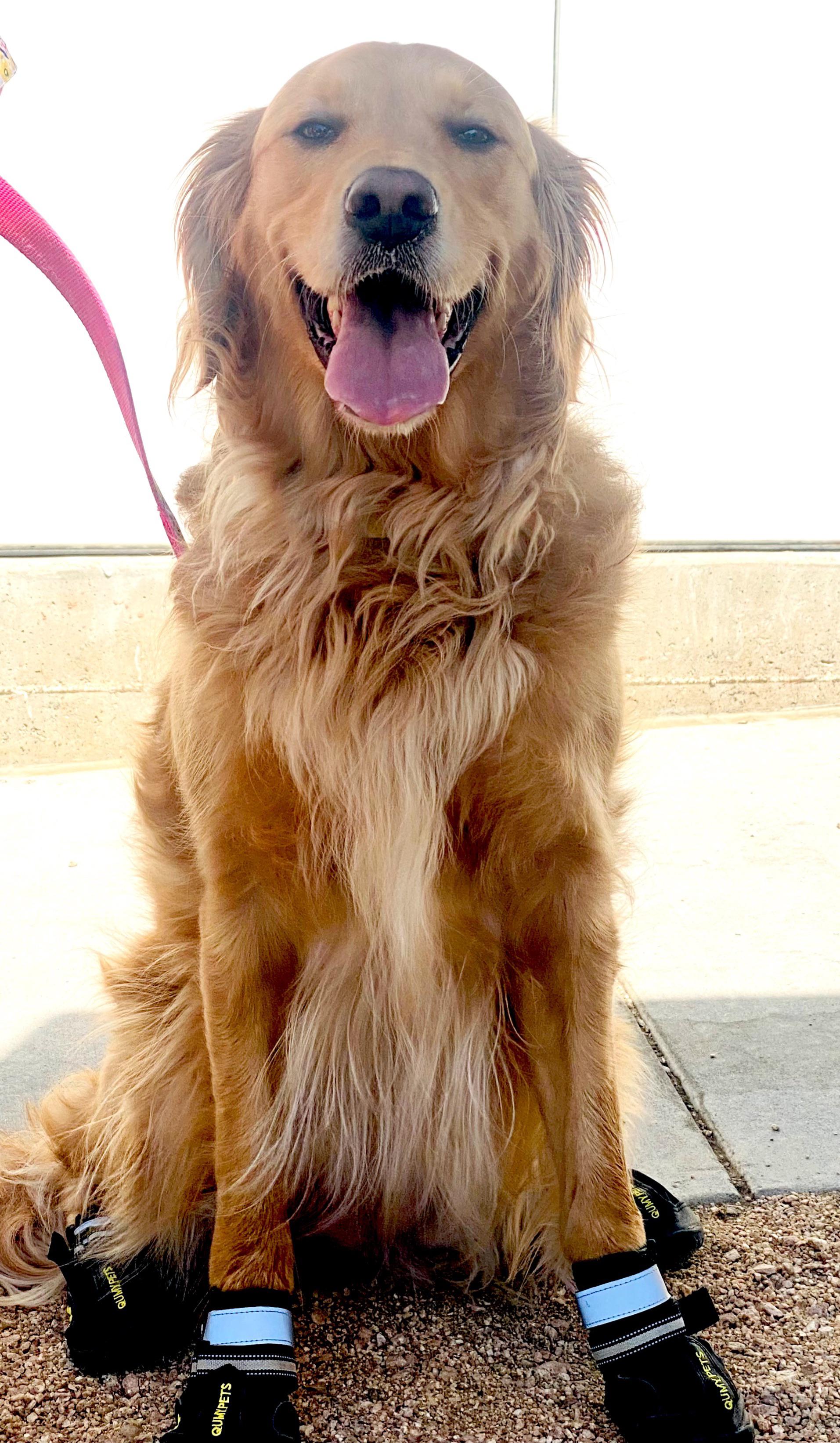 Golden retriever with shoes!!! r/PuppySmiles