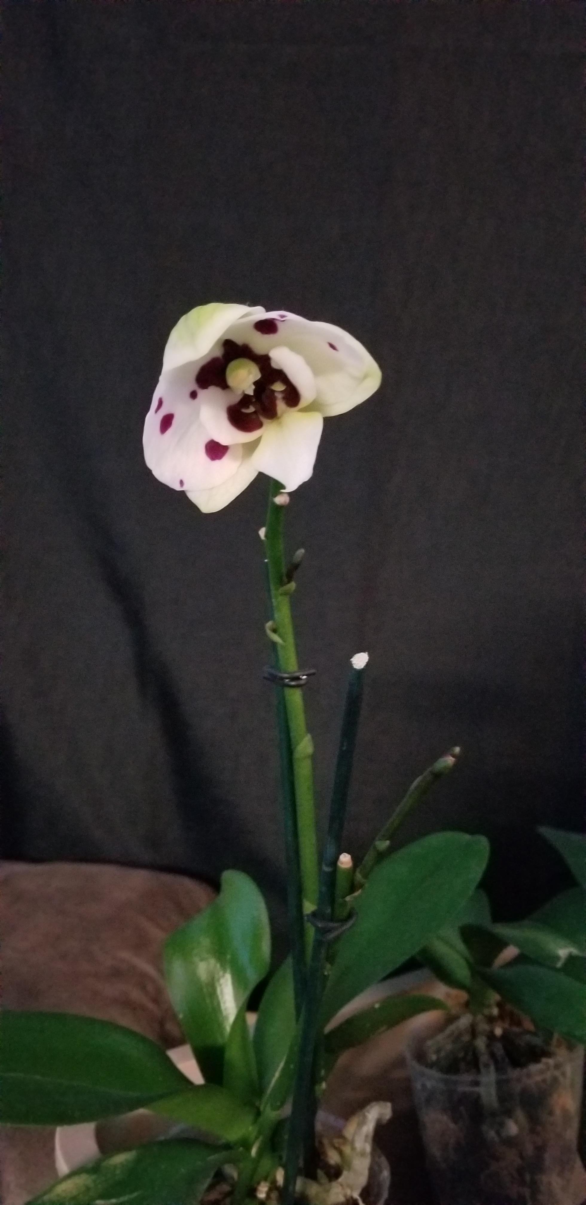 Bought this one half dead. With dead flowers and 1 unbloomed flower 4