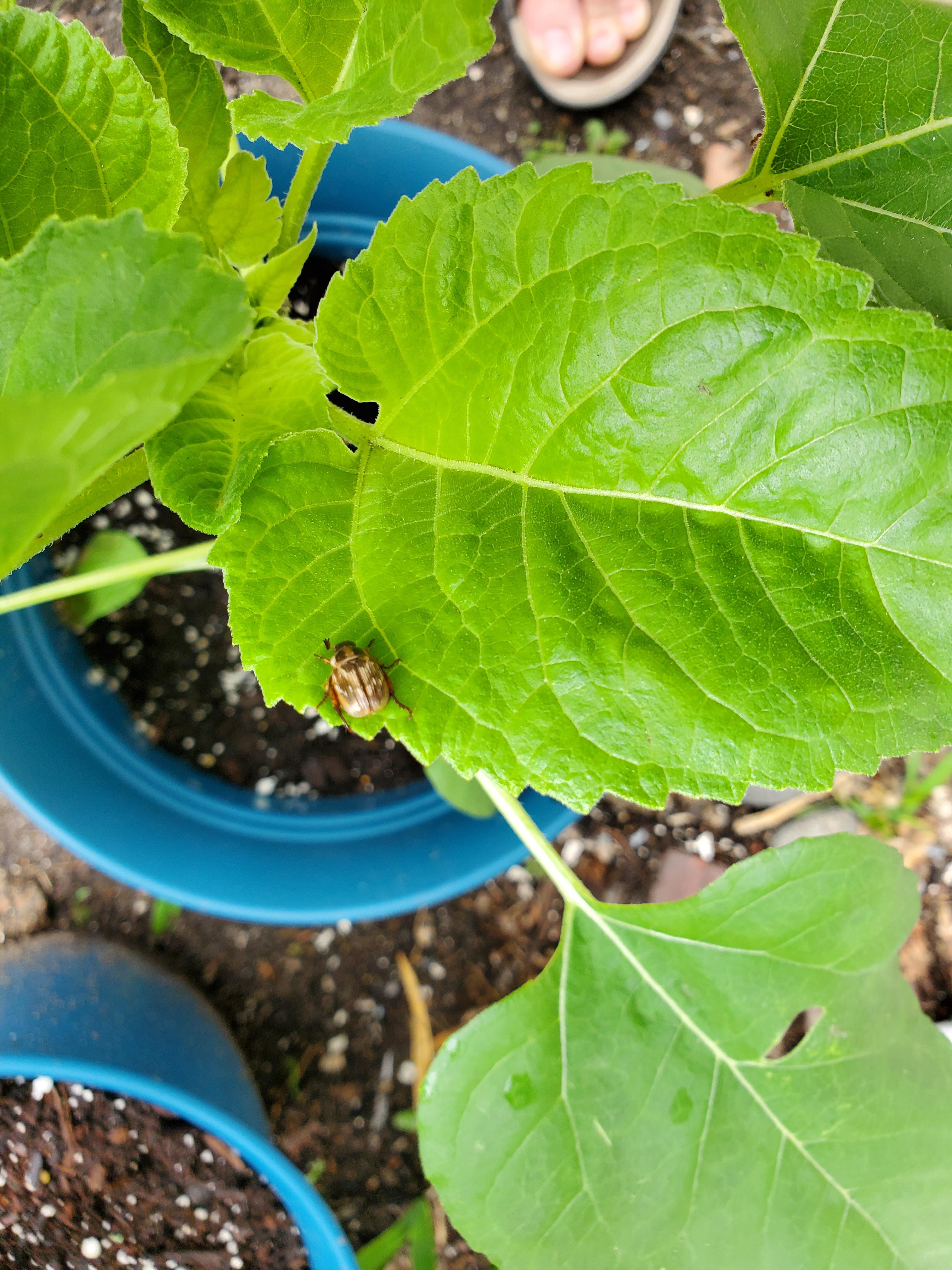 Bug eating my Sunflowers? r/vegetablegardening