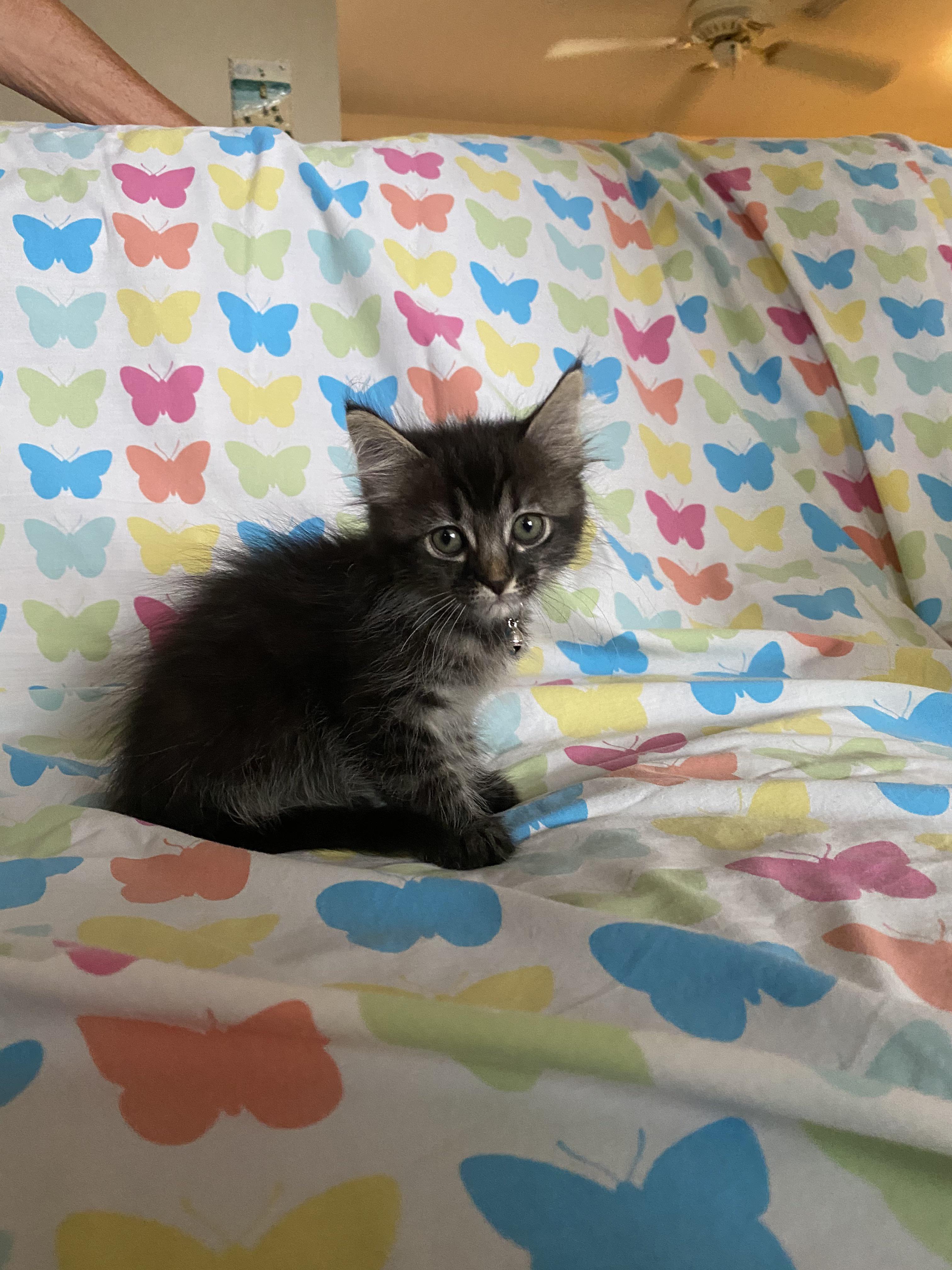 What should I name my kitten? It’s a girl! r/redscarepod