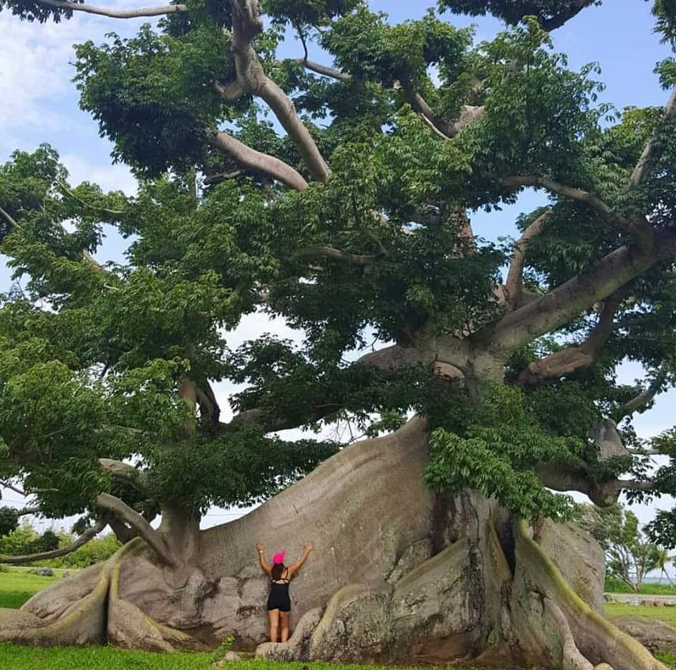 🔥 The Ceiba Tree. Puerto Rico. It was sacred to the Maya