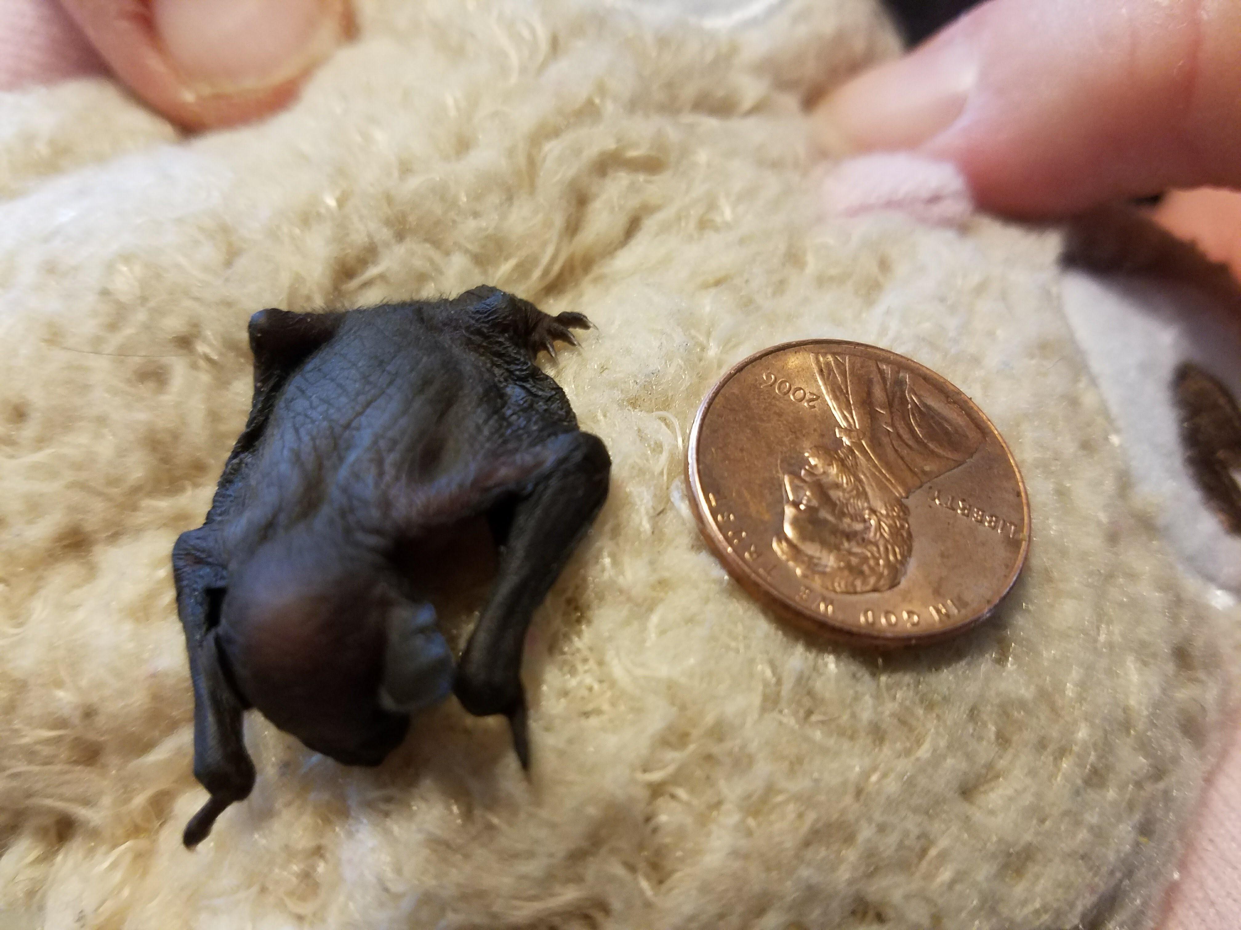 The size of this baby bat r/pics