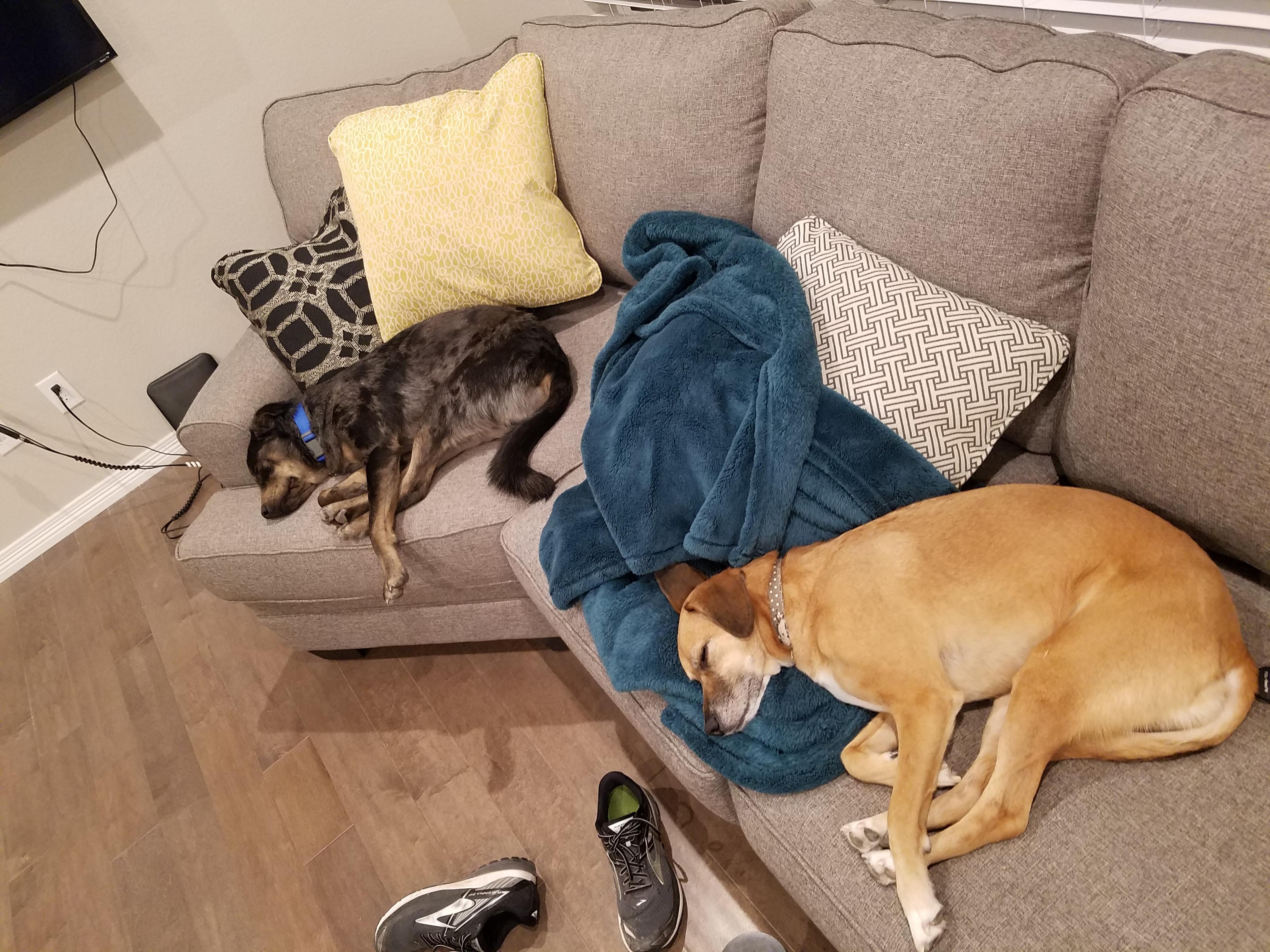 Both of my dogs sleep with their legs in the same position. r/aww