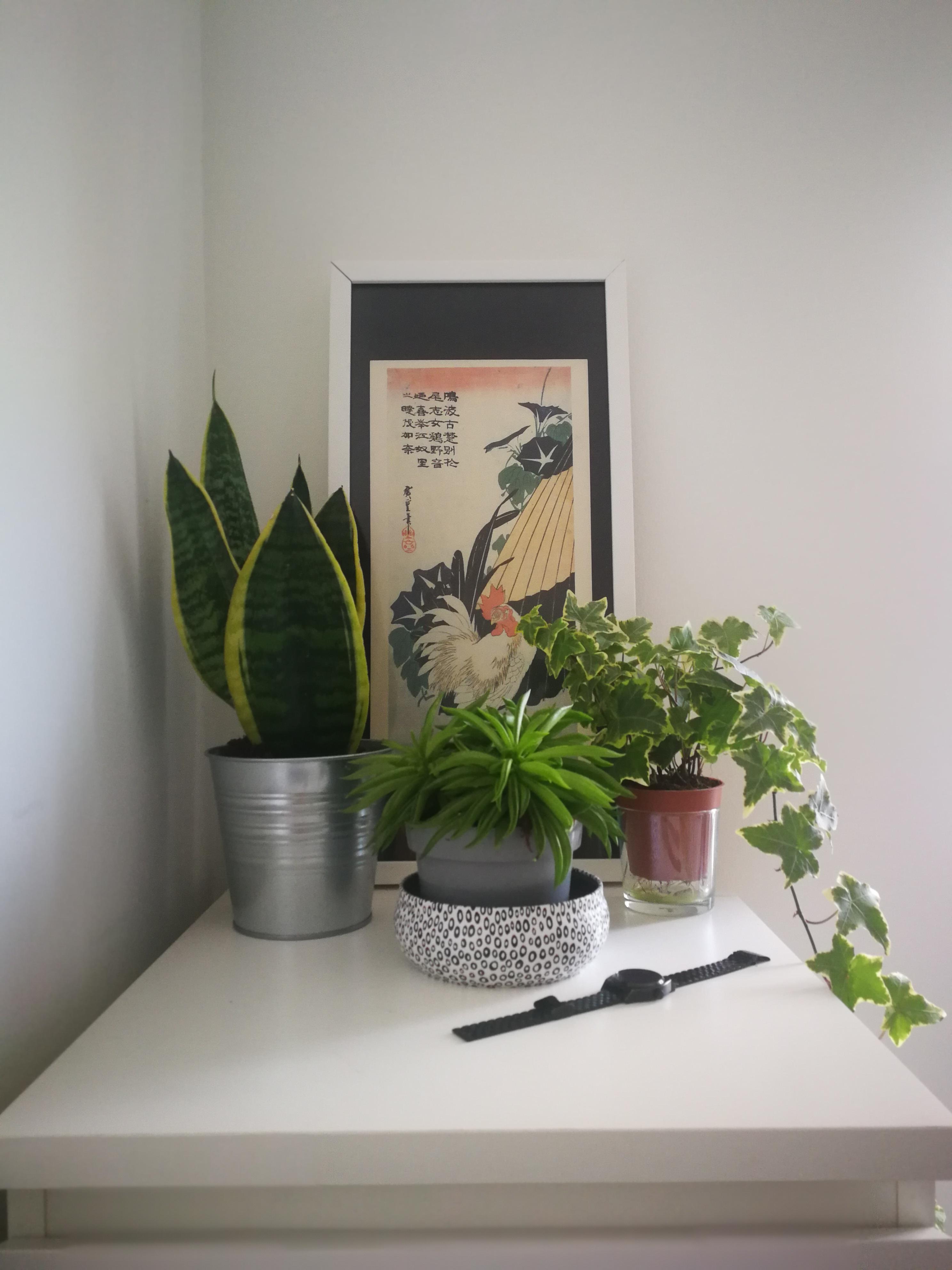 Bedroom corner with plants