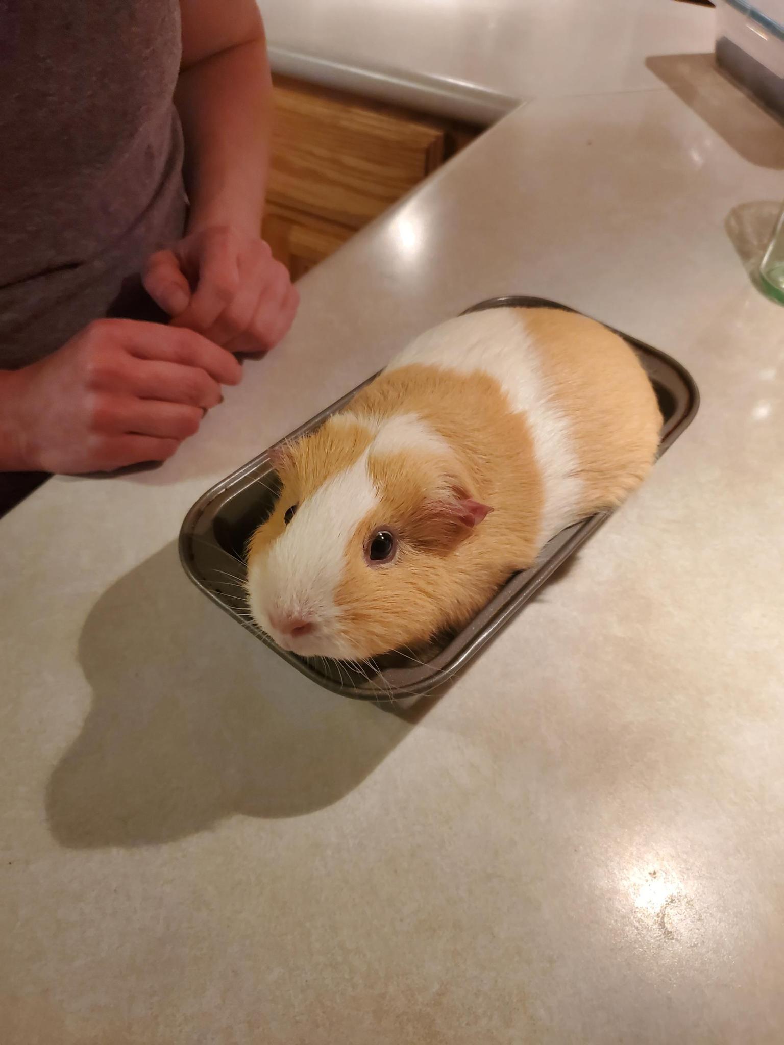 bread r/guineapigs