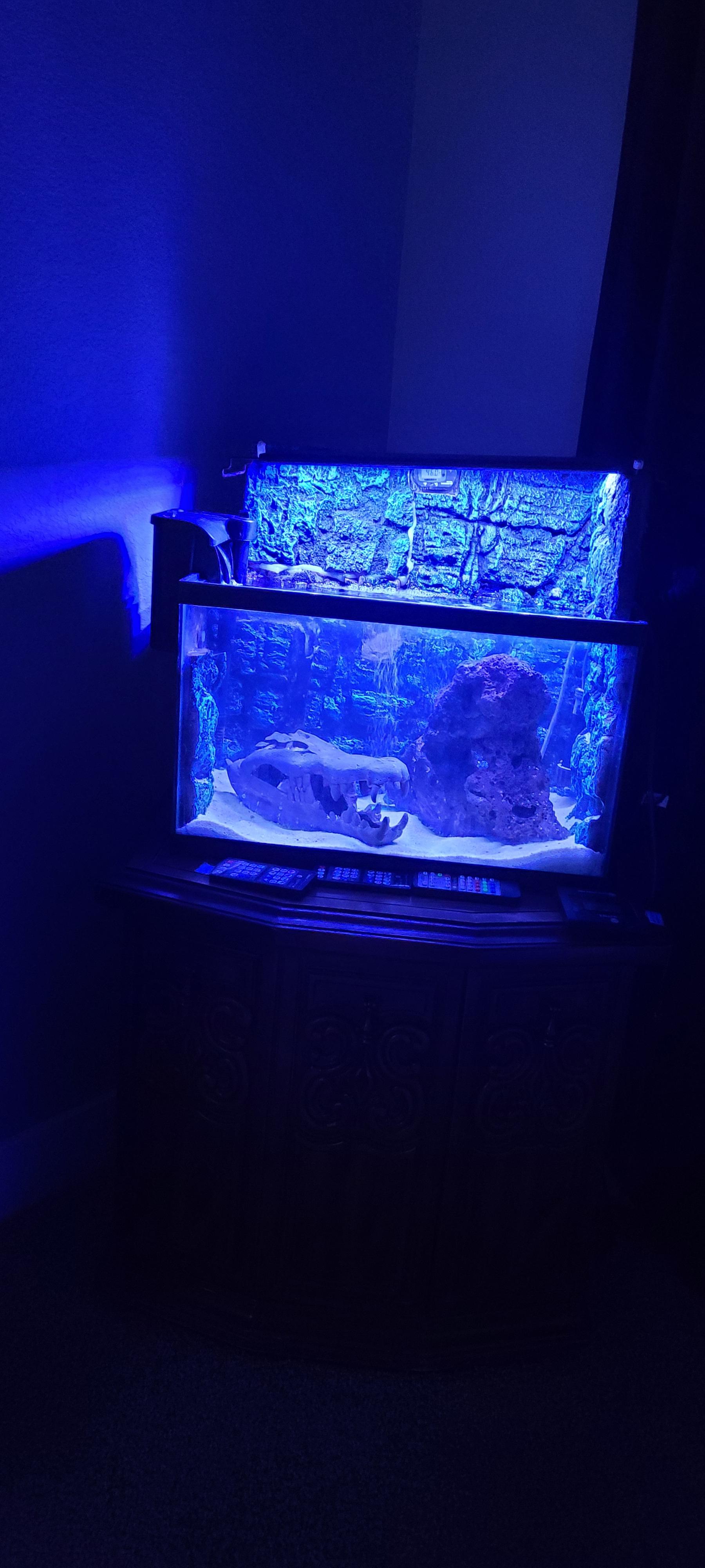 stocking ideas? 10 gallon tank r/Aquariums