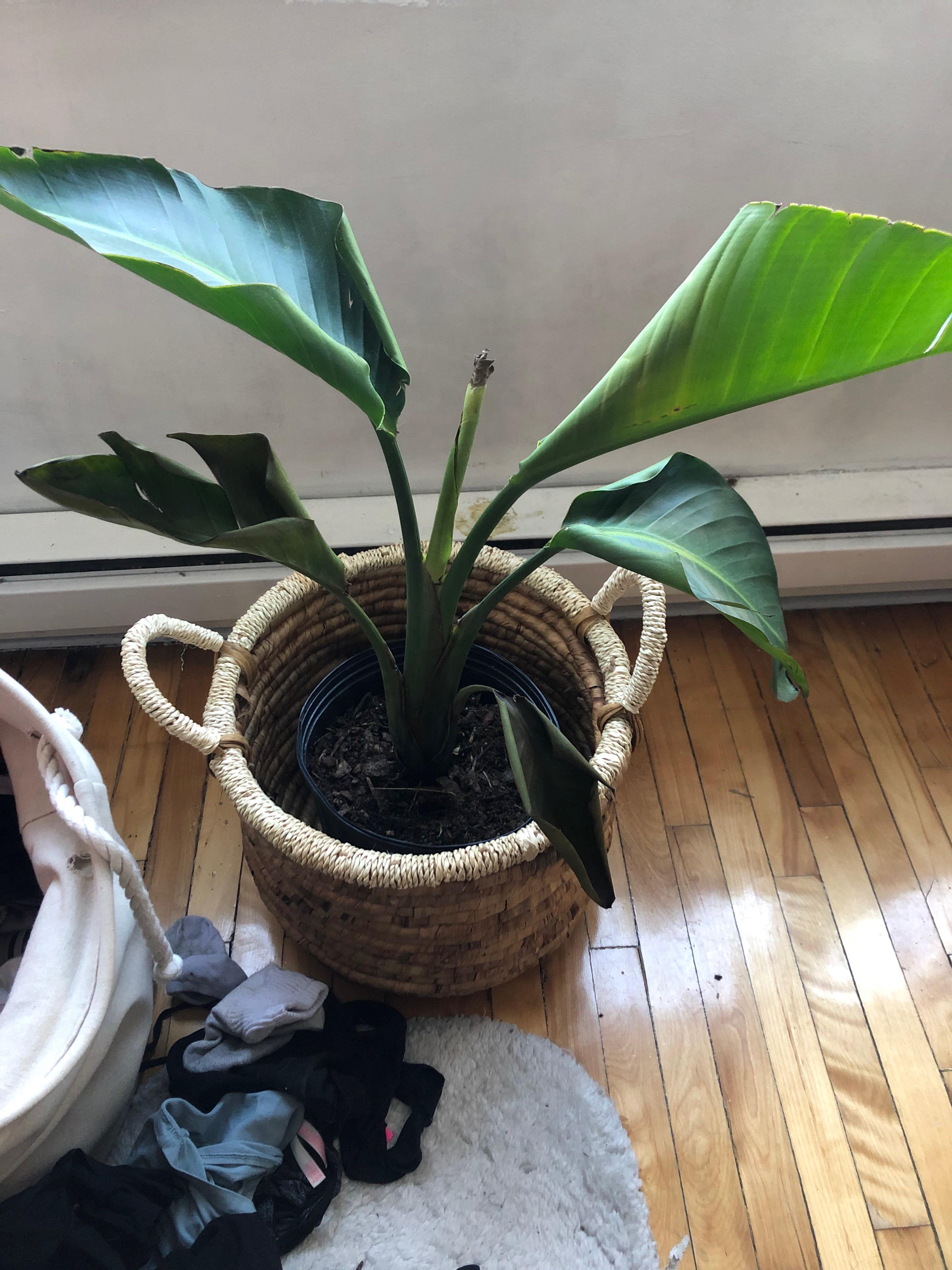 Help with my banana plant ( seems like he is slowly dying, I only