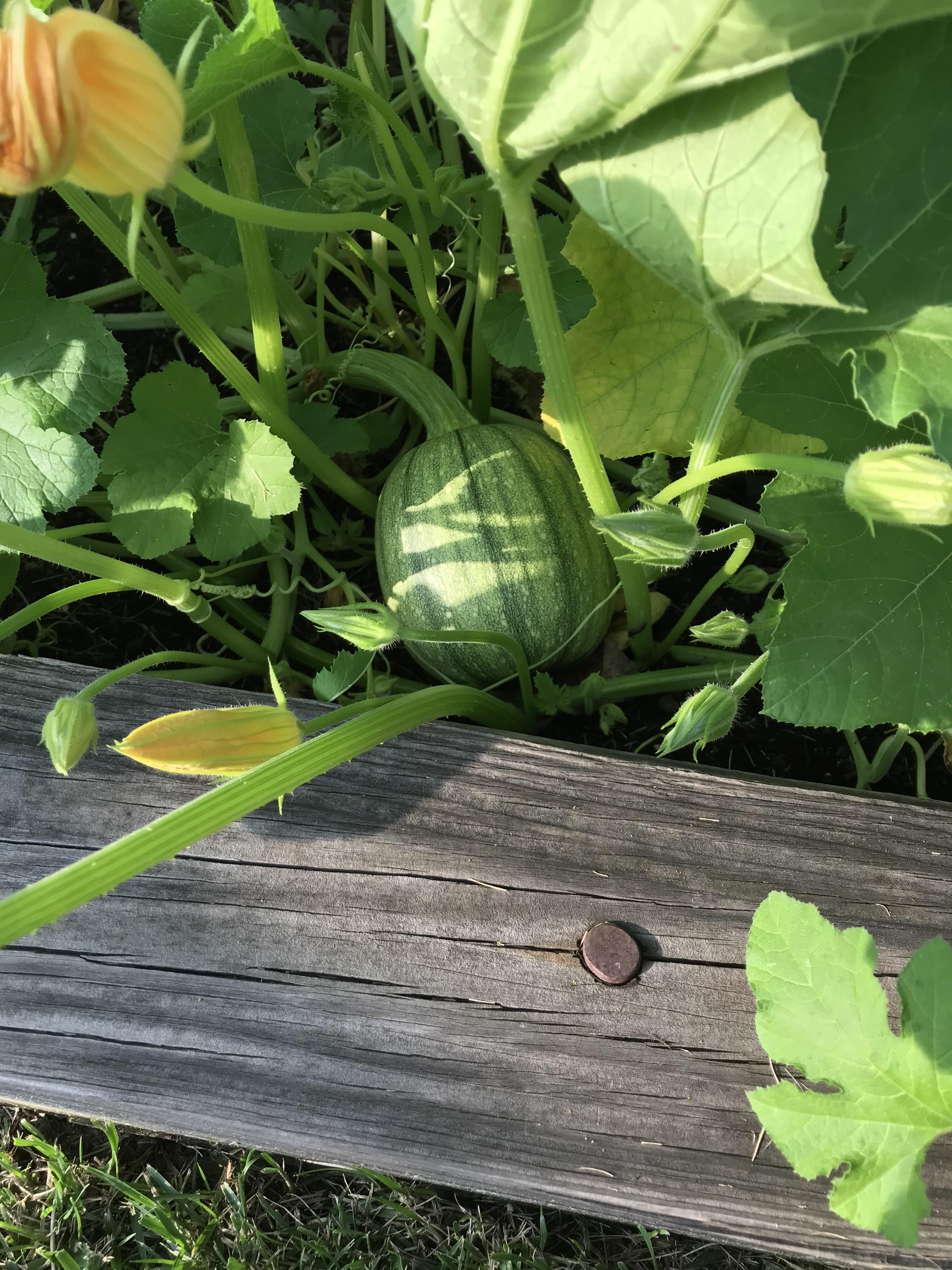 Growing pumpkins in my backyard. I never knew a baby pumpkin looks a