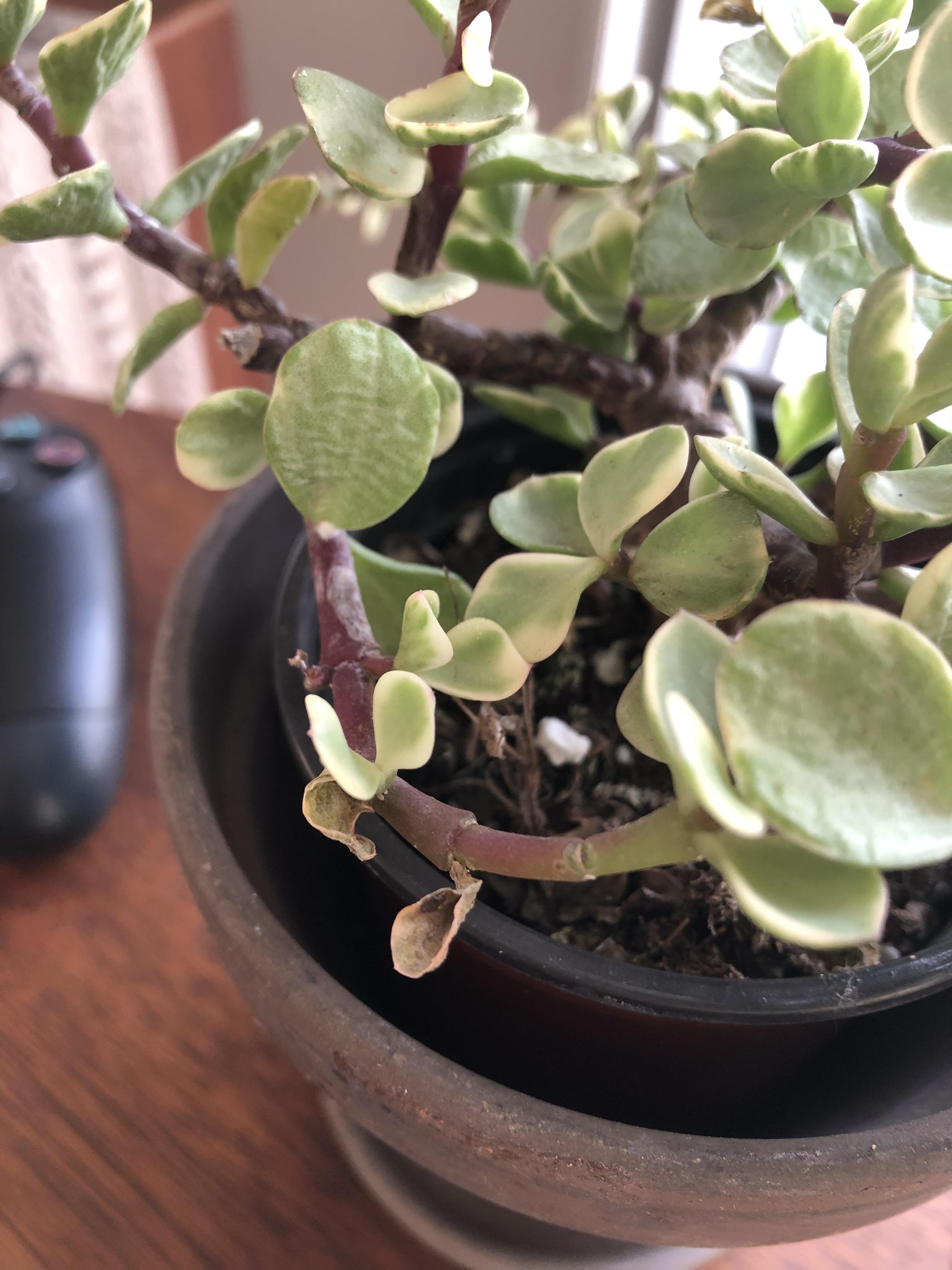 Can anyone tell me what’s happening with my elephant bush? I’m watering