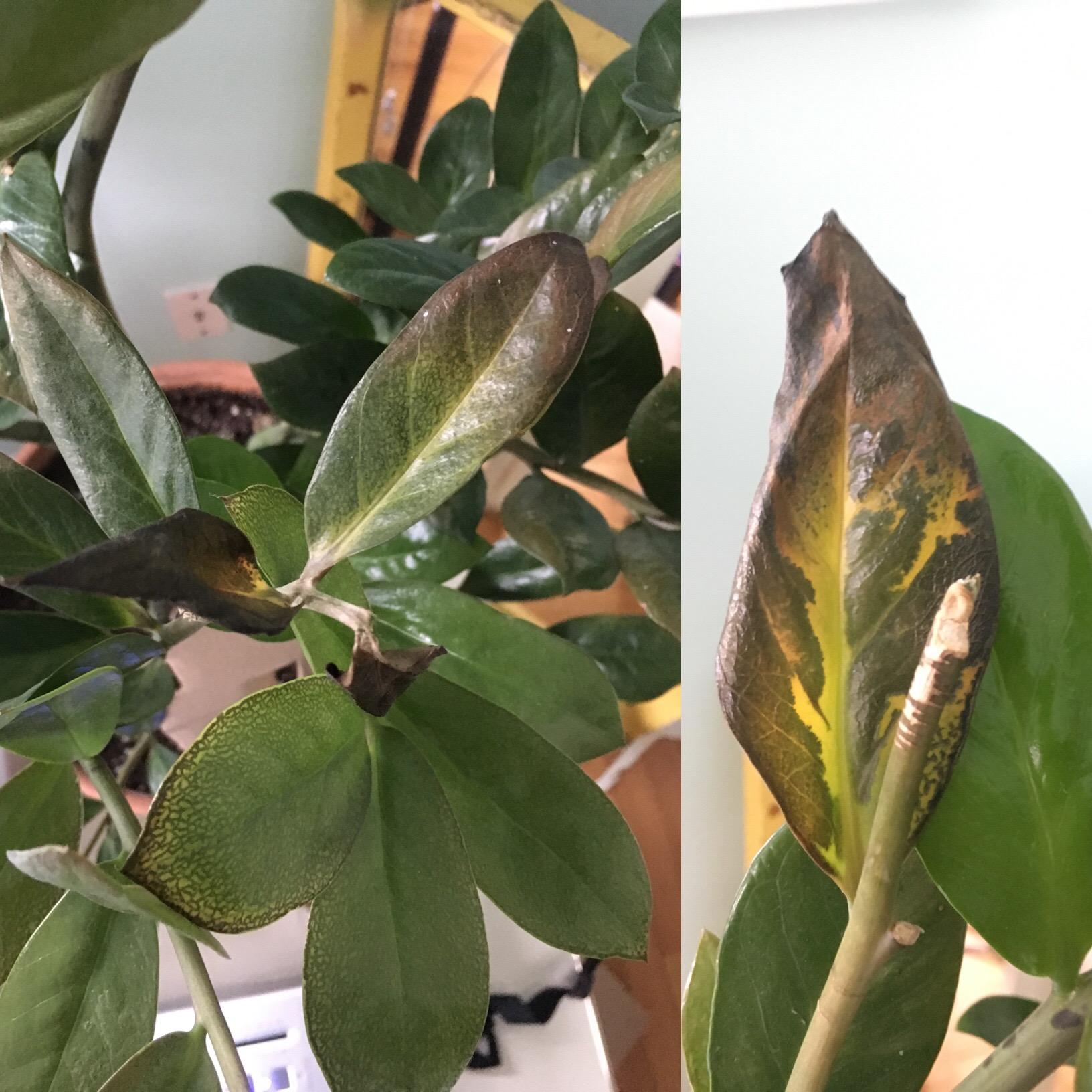 What is wrong with my ZZ Plant? (not overwatering) r/plants