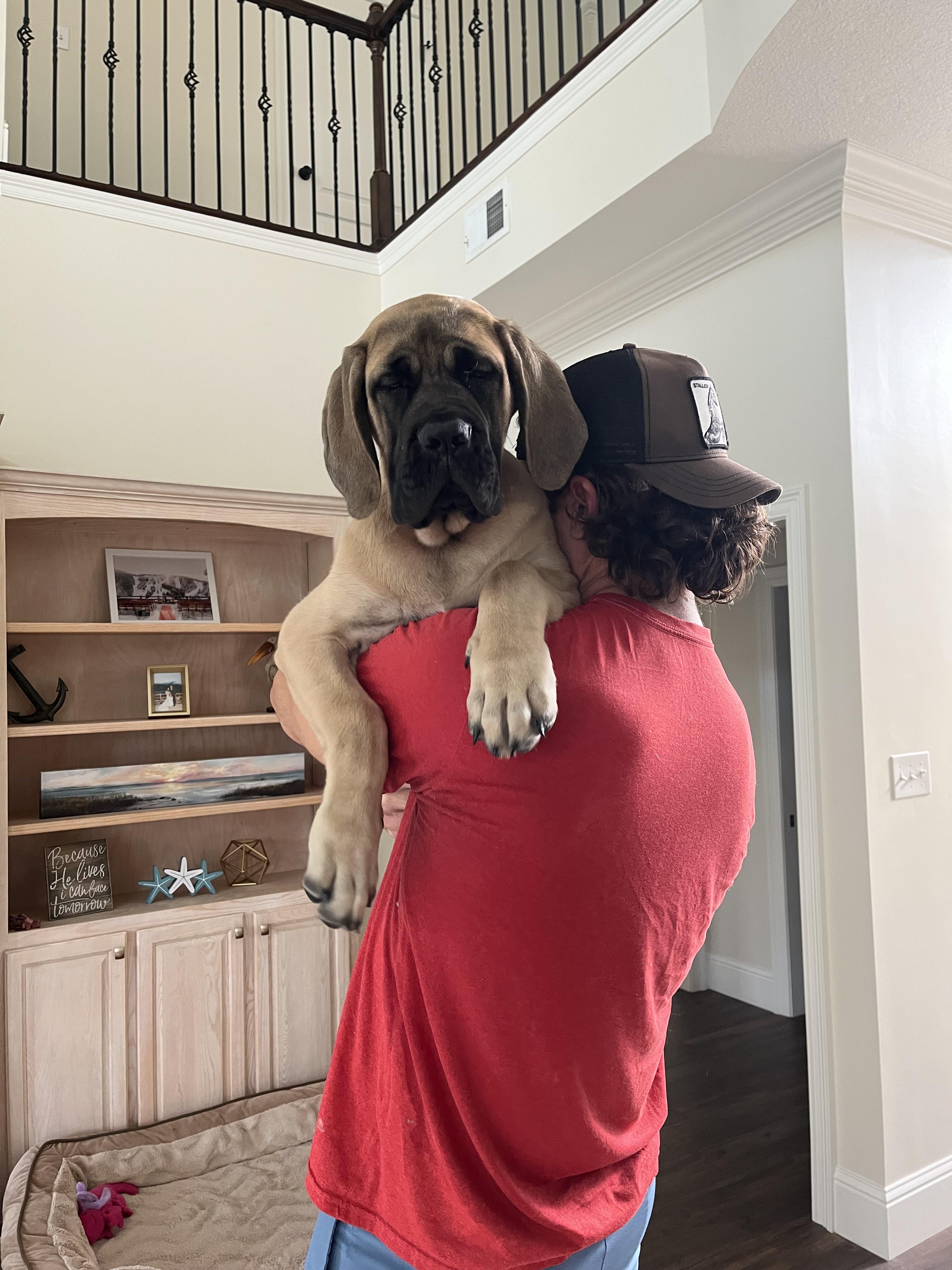 4 months, 65 pounds and still wants to be carried like a baby😂 r