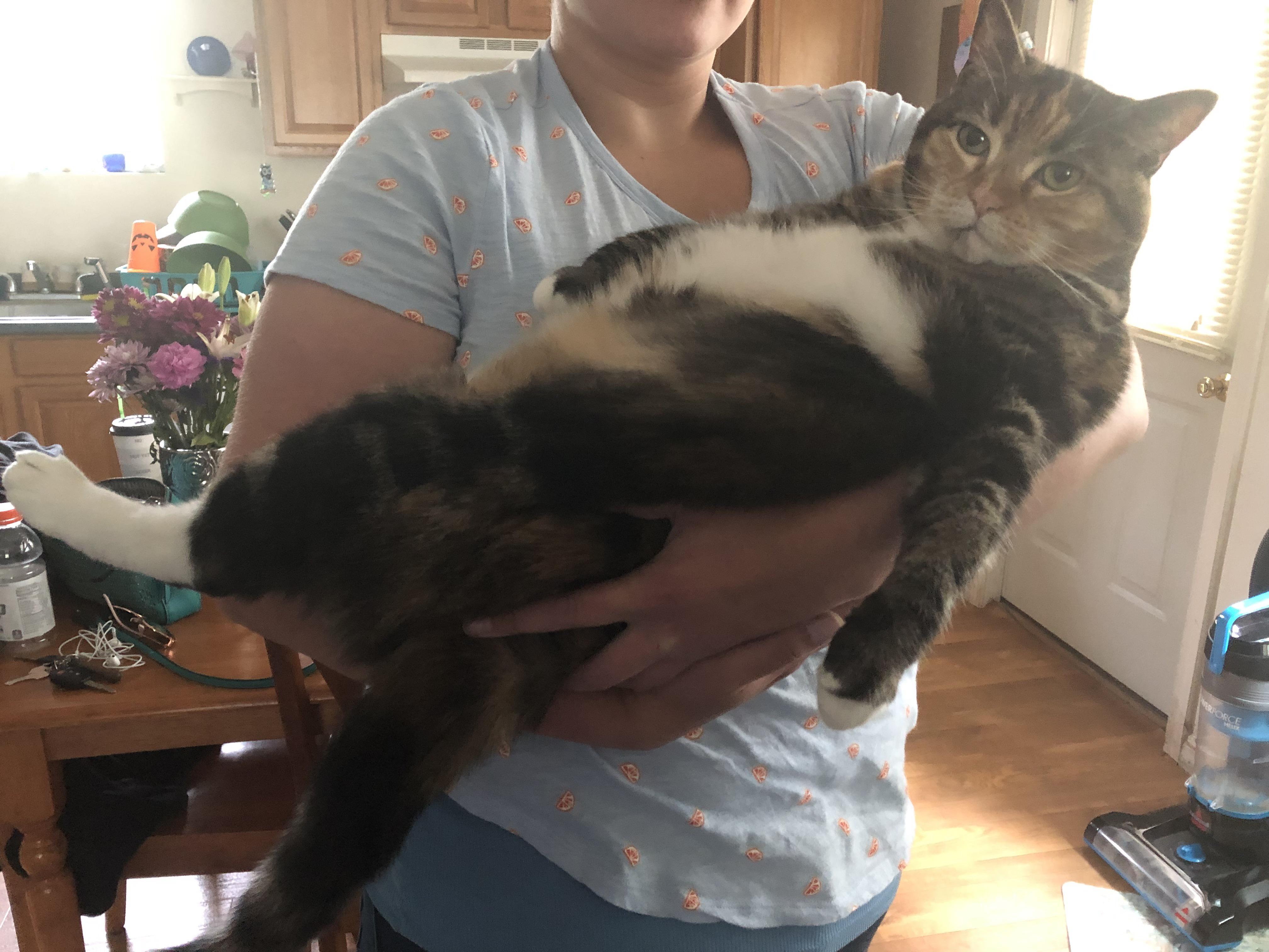 Half Maine Coon, half really fat cat r/AbsoluteUnits
