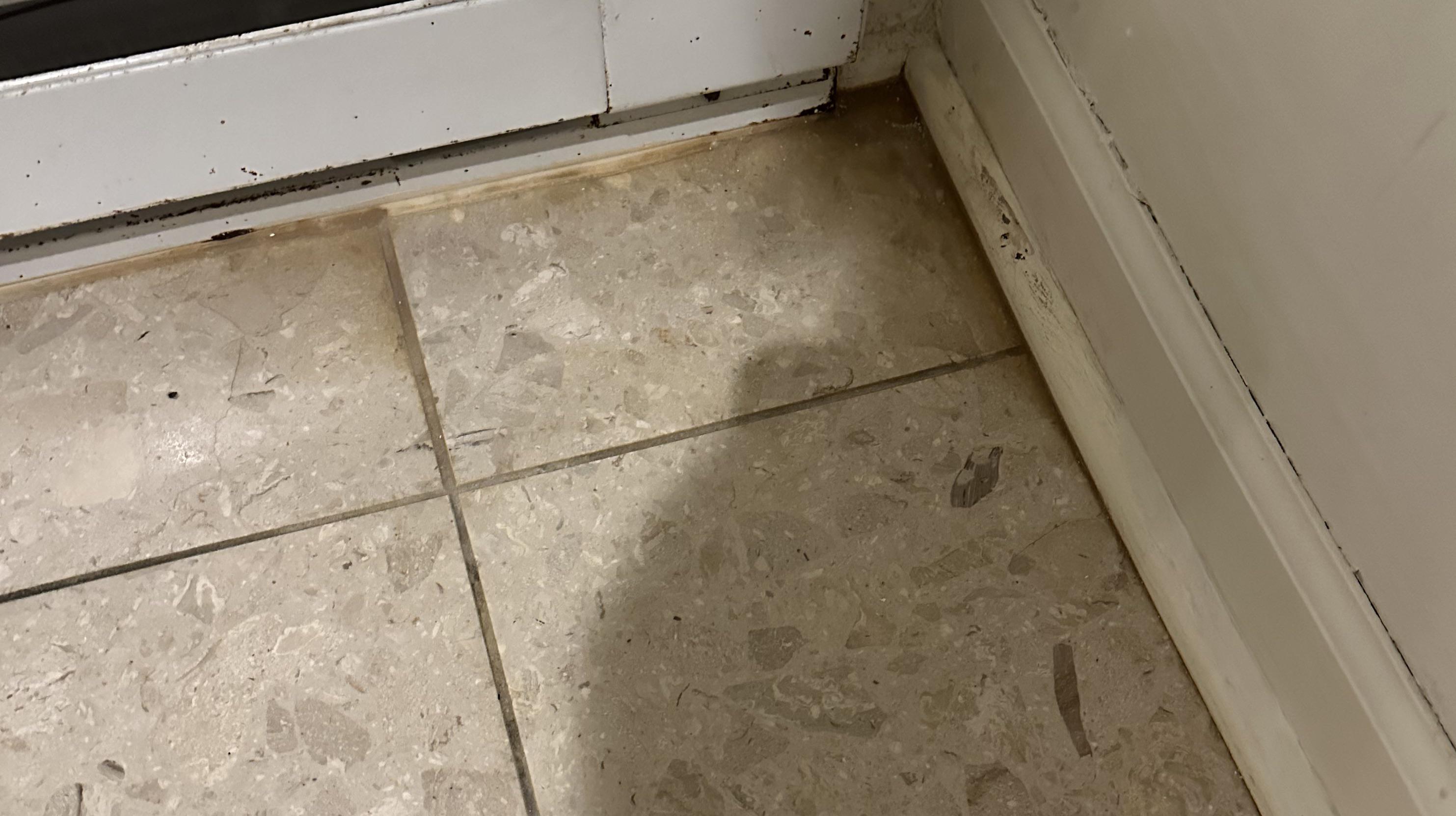 How do I clean this old dog urine off tile? I just got back from