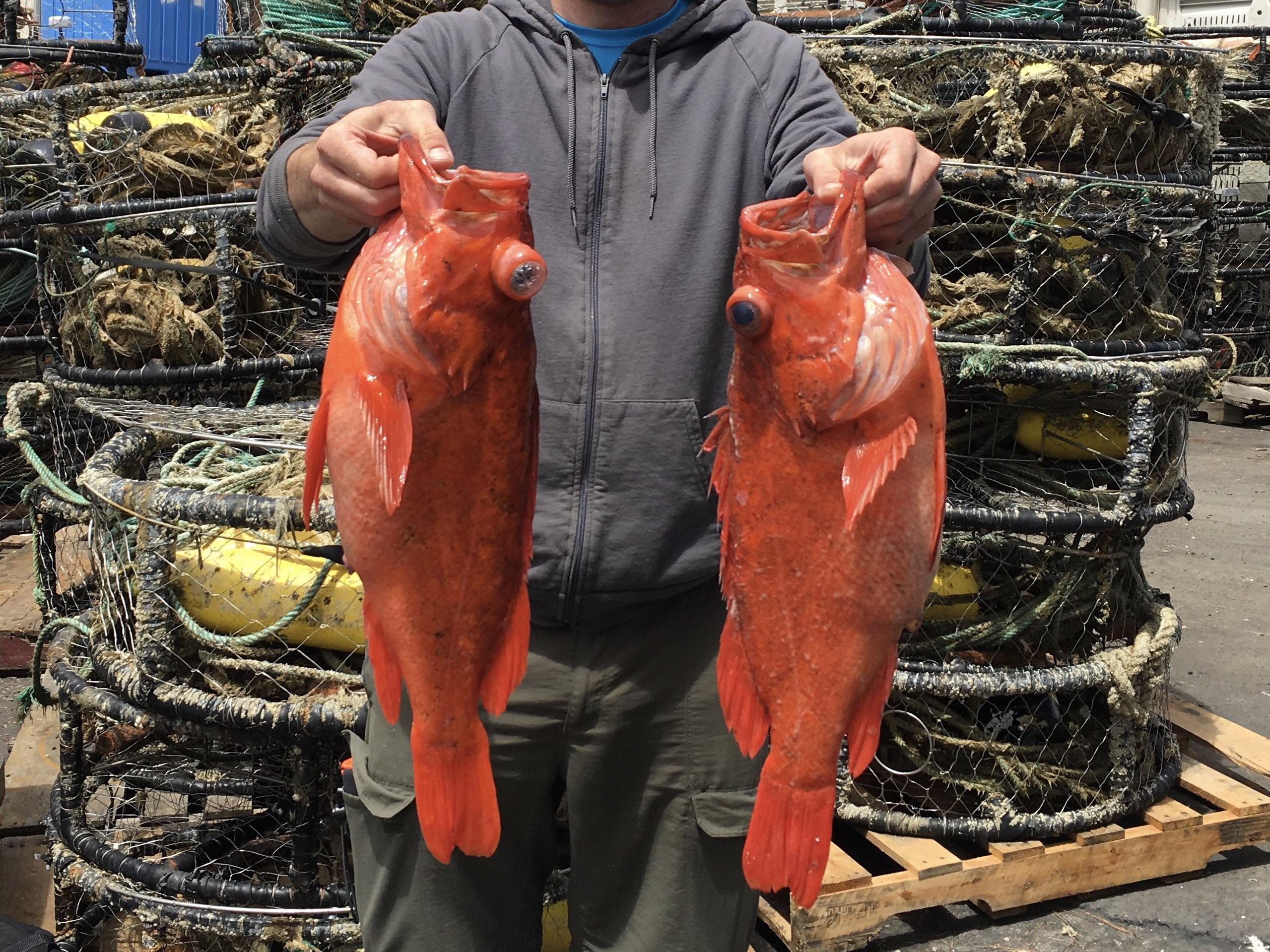 6 and 7lb Vermillion Rockfish, Fort Bragg, CA. r/Fishing