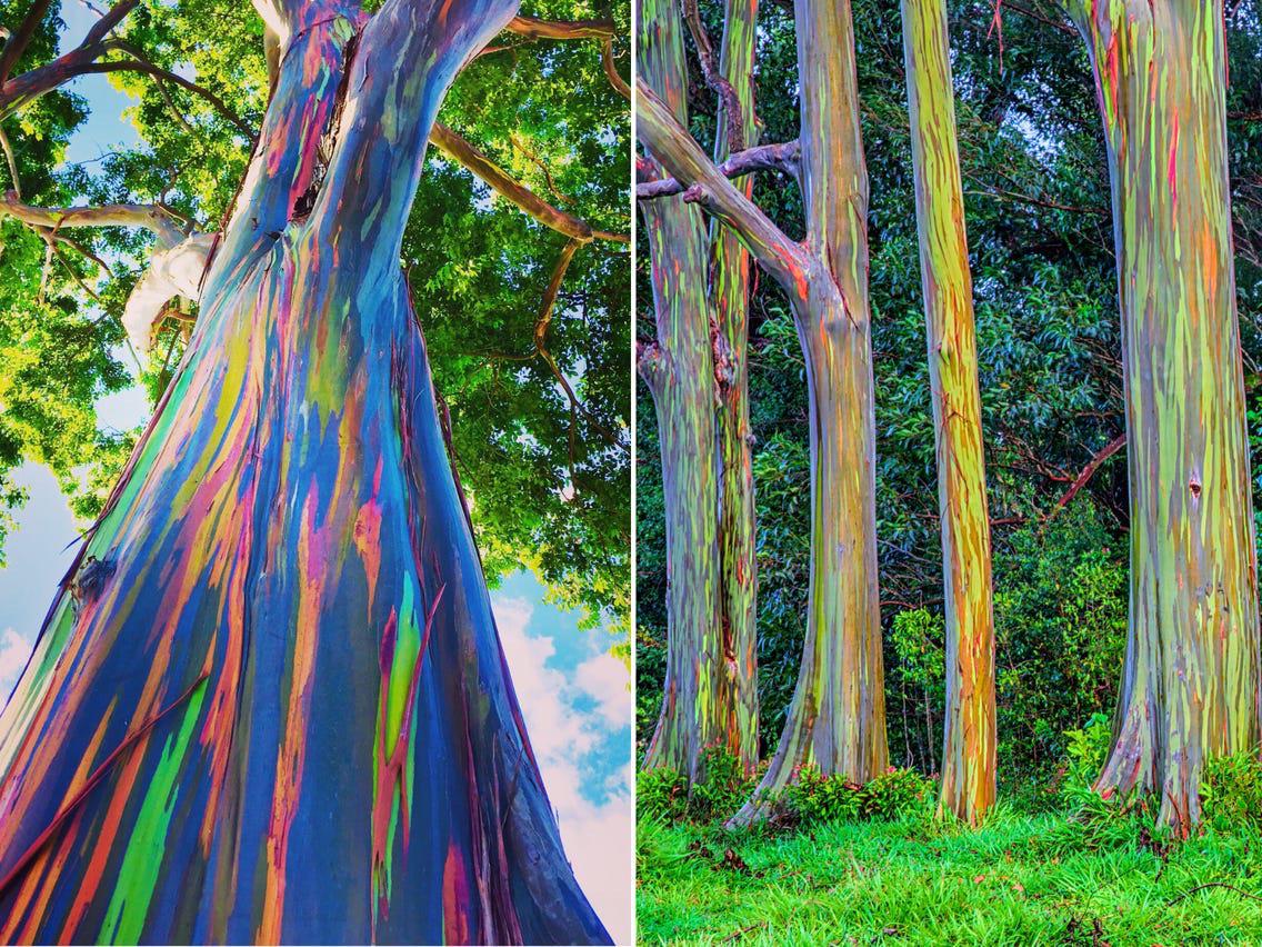 Rainbow Eucalyptus Trees. This phenomenon is caused by patches of bark