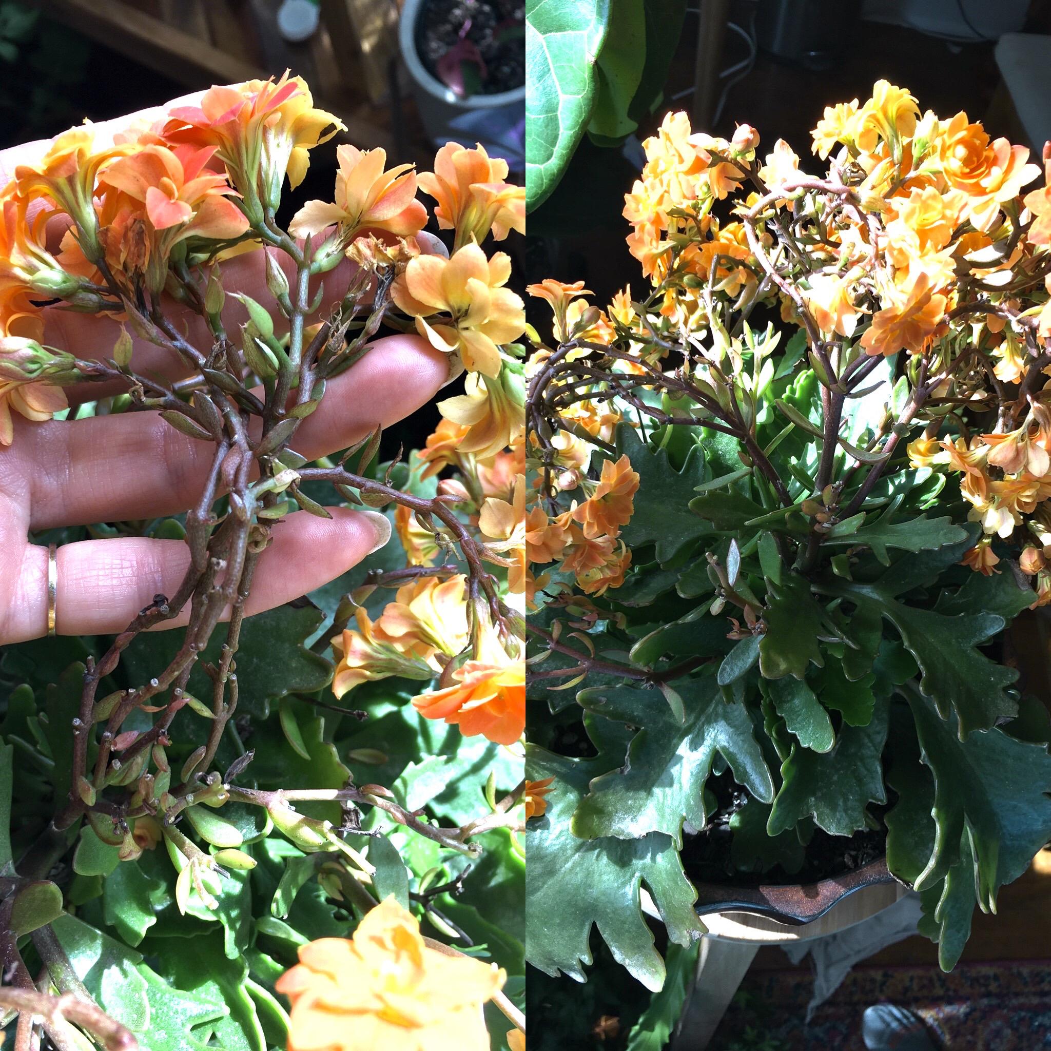 My Kalanchoe is WREKT. It lives outside most of the year. The flower