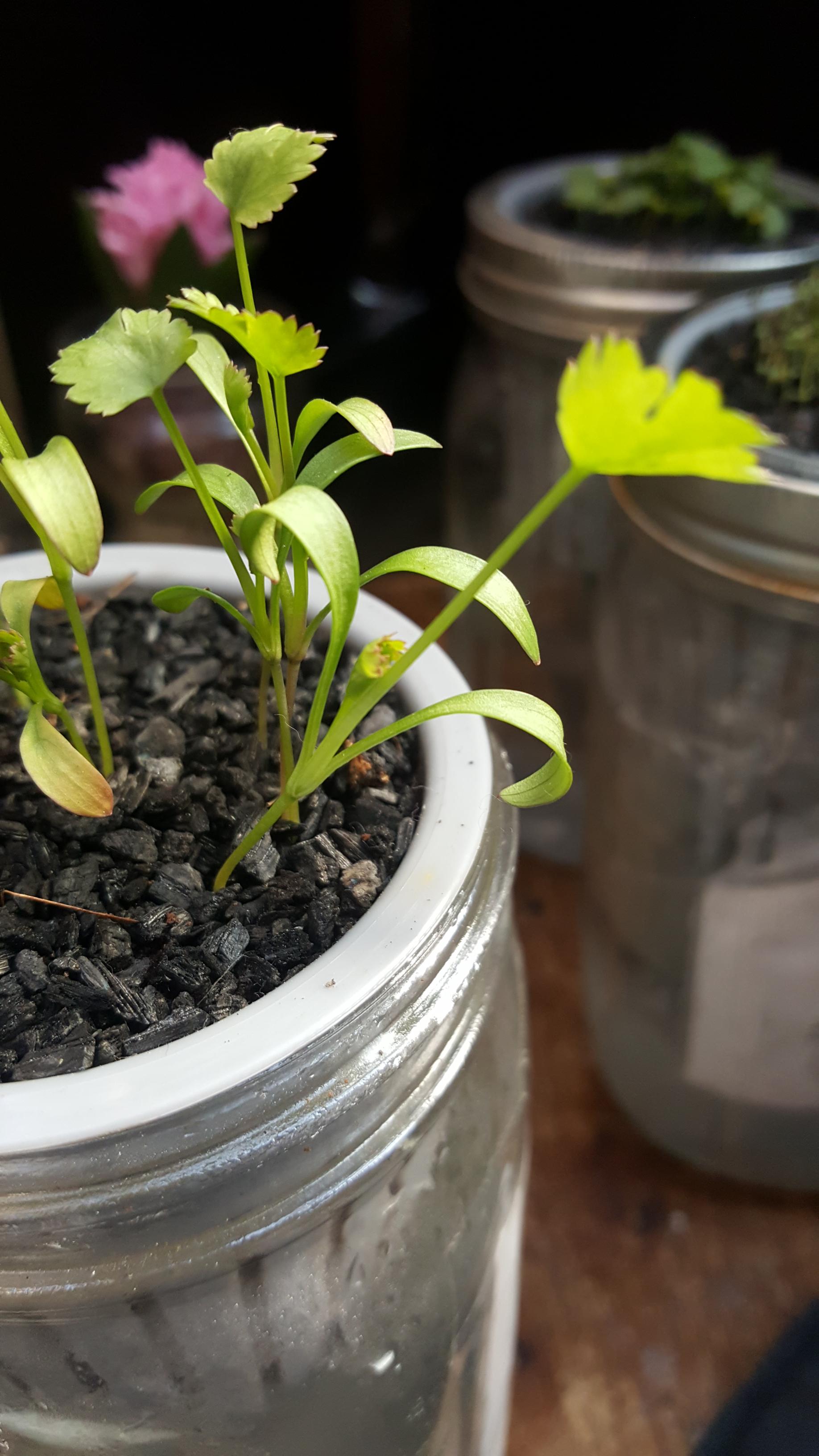 Cilantro is leaning, very weak, some leaves are turning brown. What do