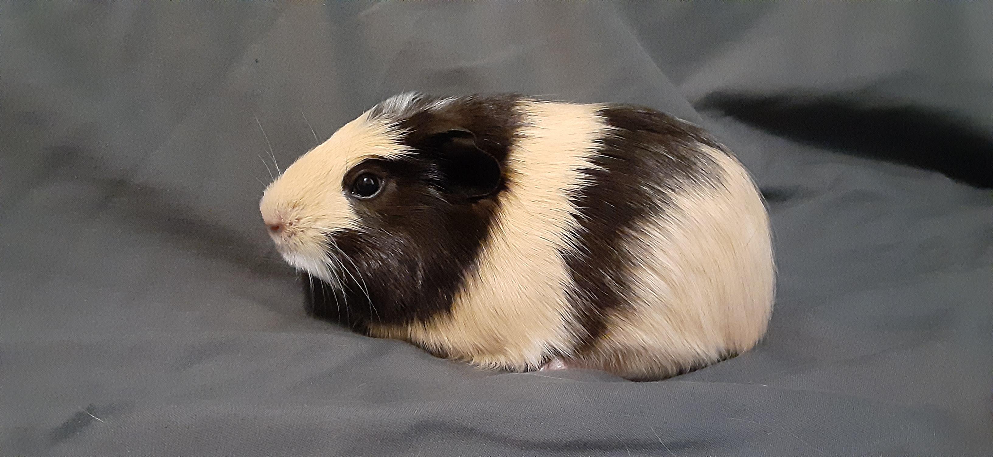 This is my new Guinea pig peanut butter I got today isn't she cute!🤗