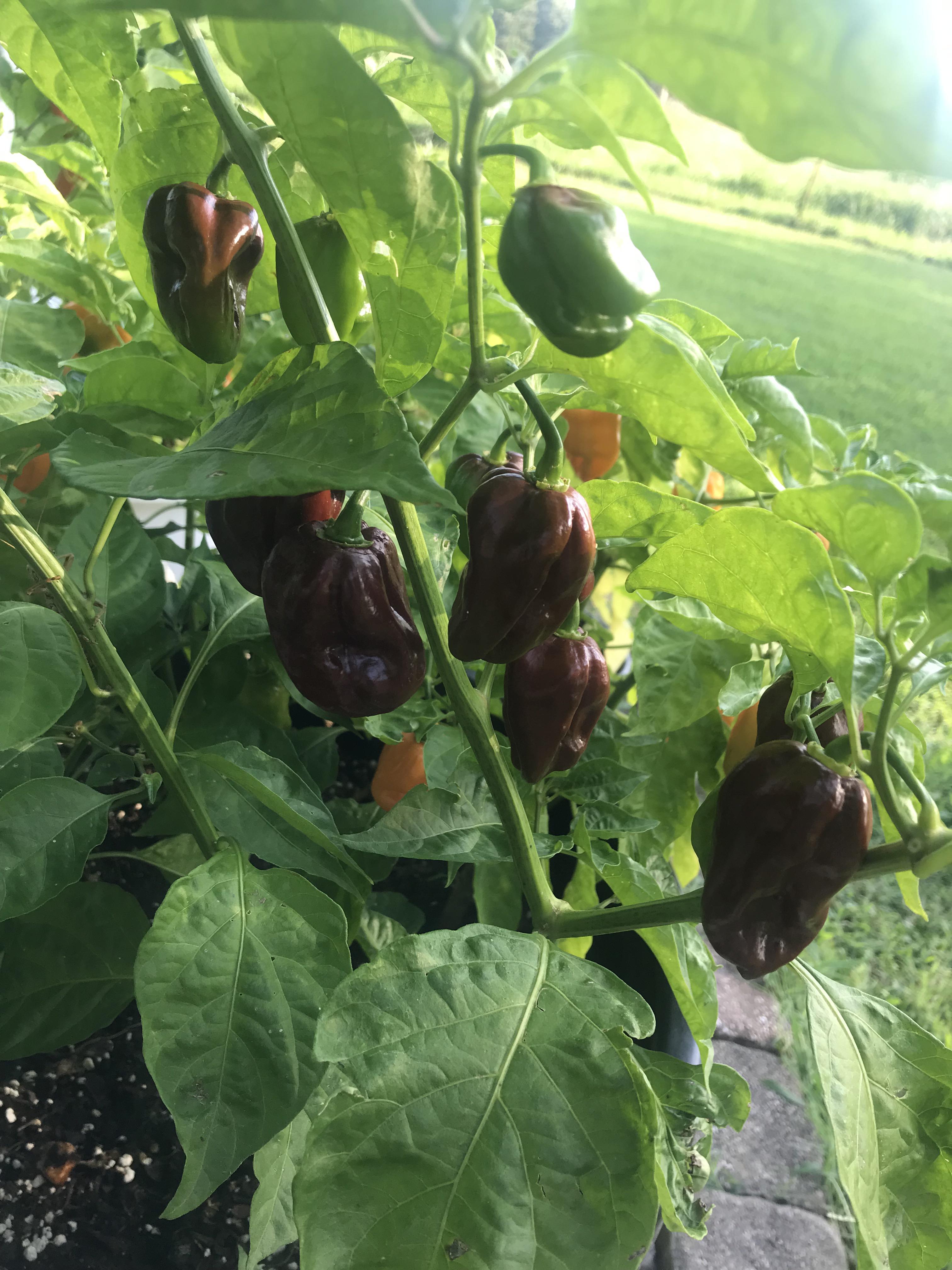 Chocolate habanero started from seed r/gardening