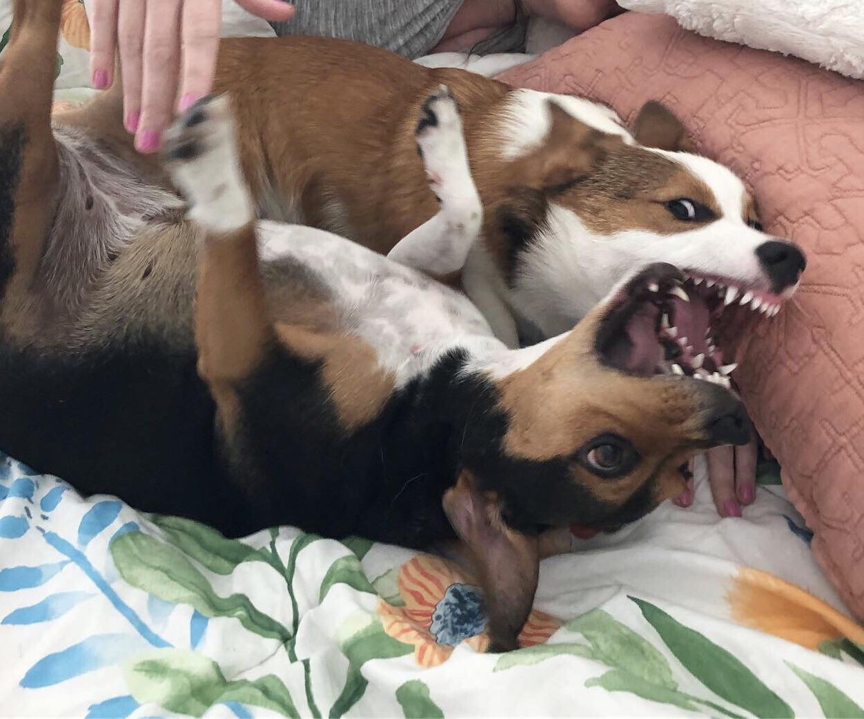 My and my beagle/dachshund mix are best friends