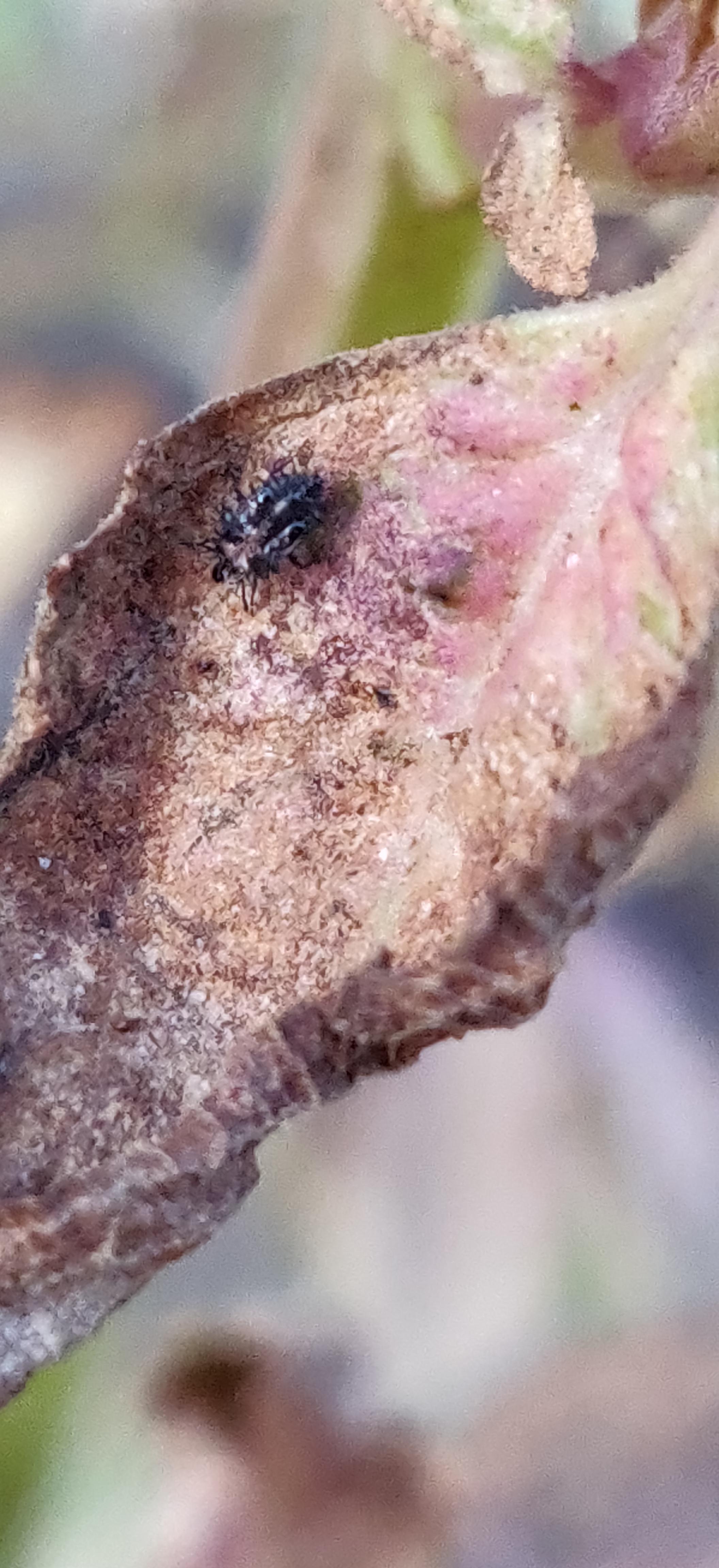 Please help!! What is this bug? It is eating off my coleus plant leaves