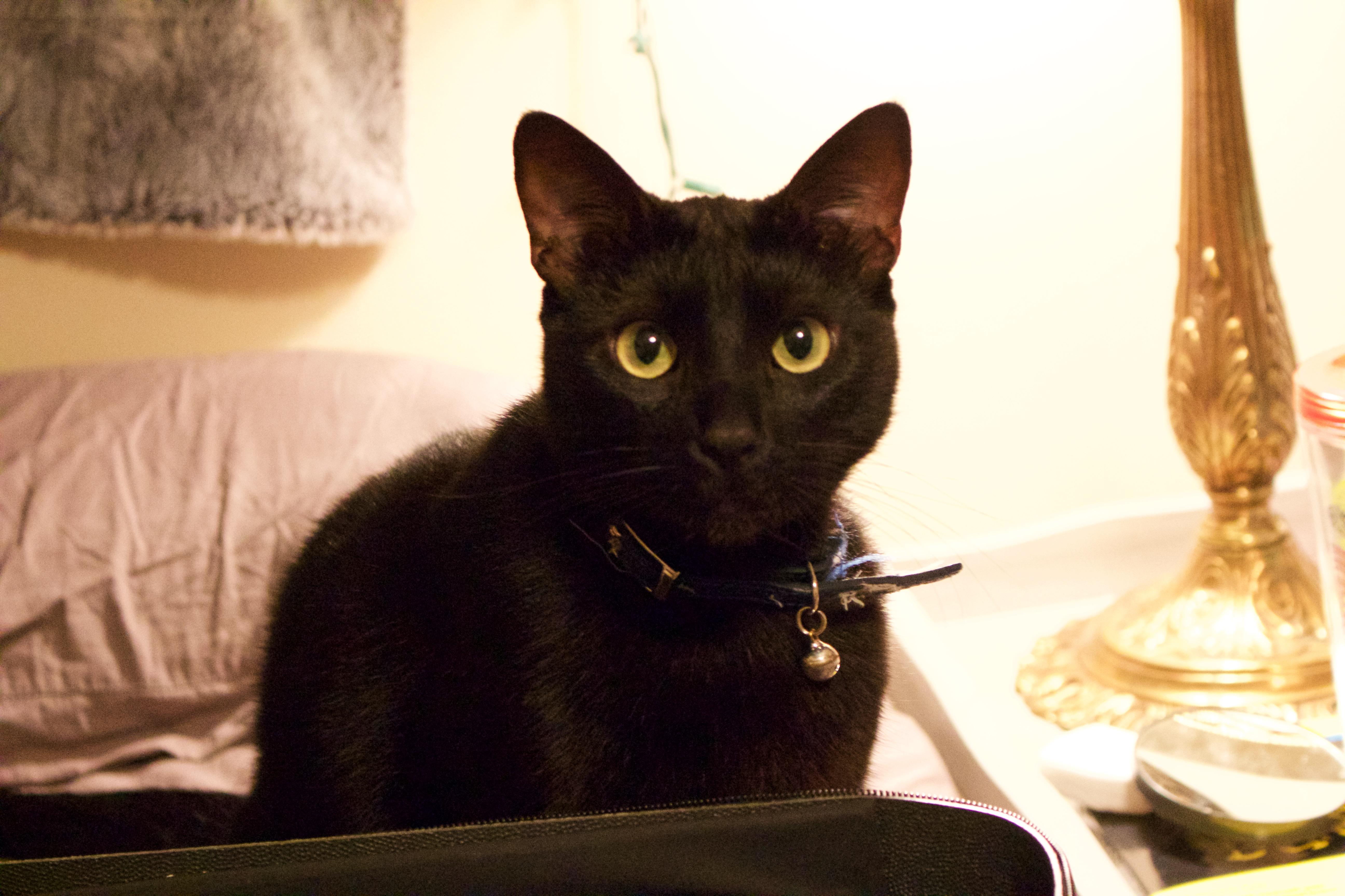 Binx is the first cat I've ever owned and I doubt I'll ever own a