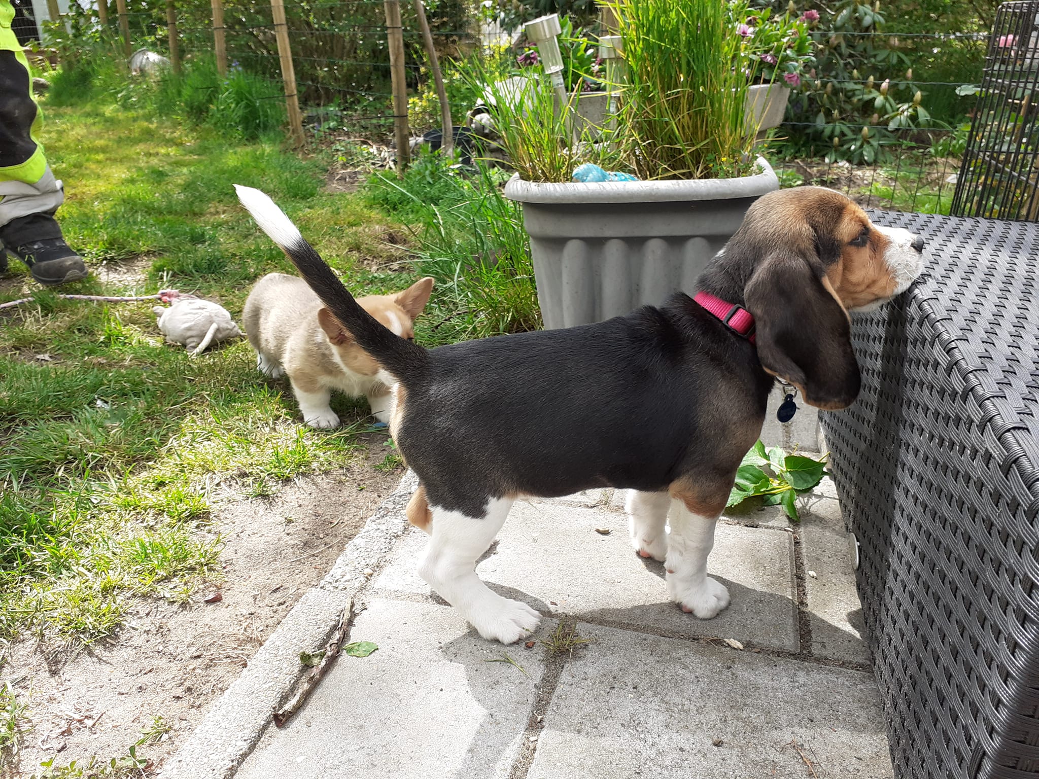 We finally got to pick up our new beagle puppy. Reddit meet Rico beagle