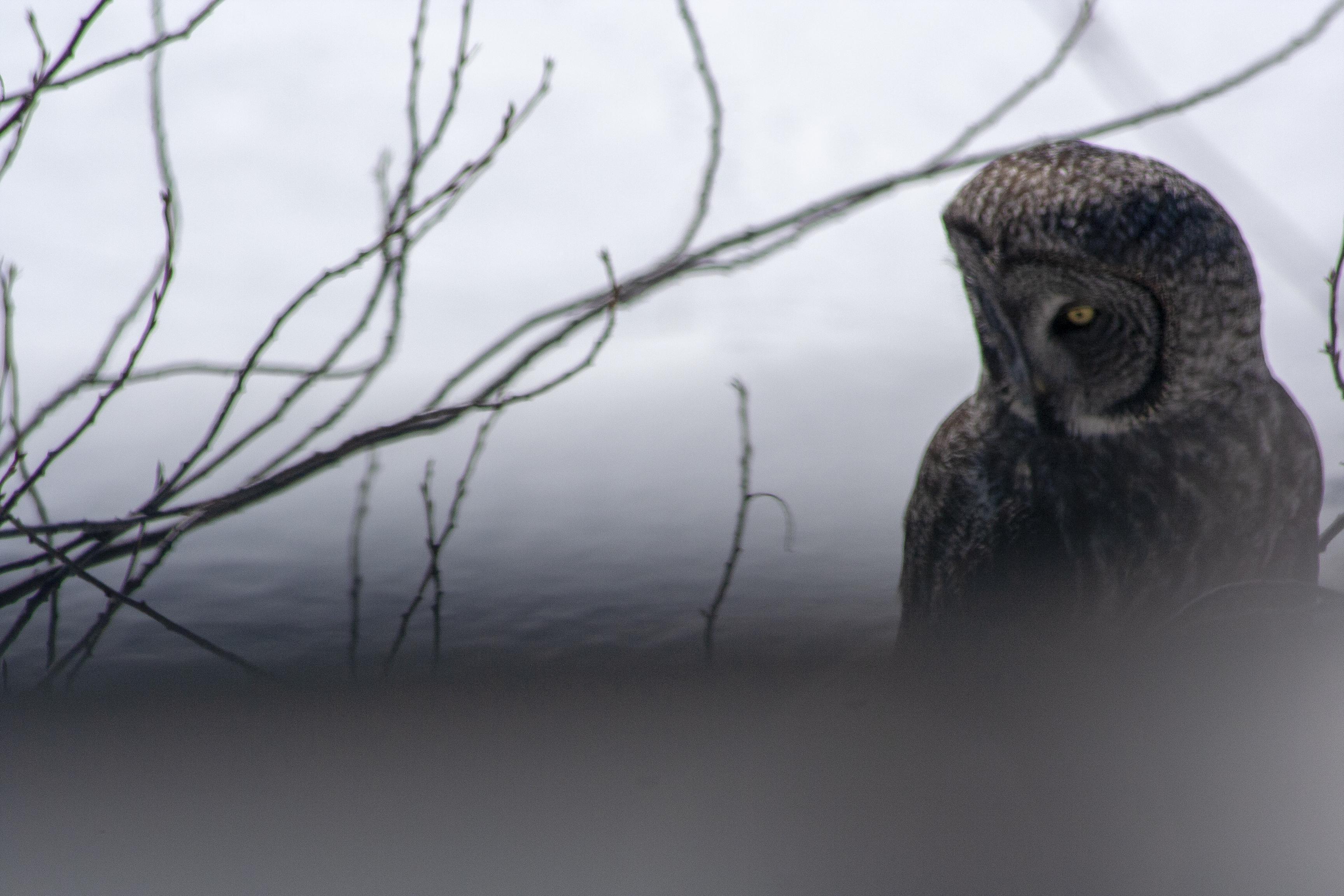 Today in Jackson, WY 3/30/19 Great Grey Owl? r/whatsthisbird