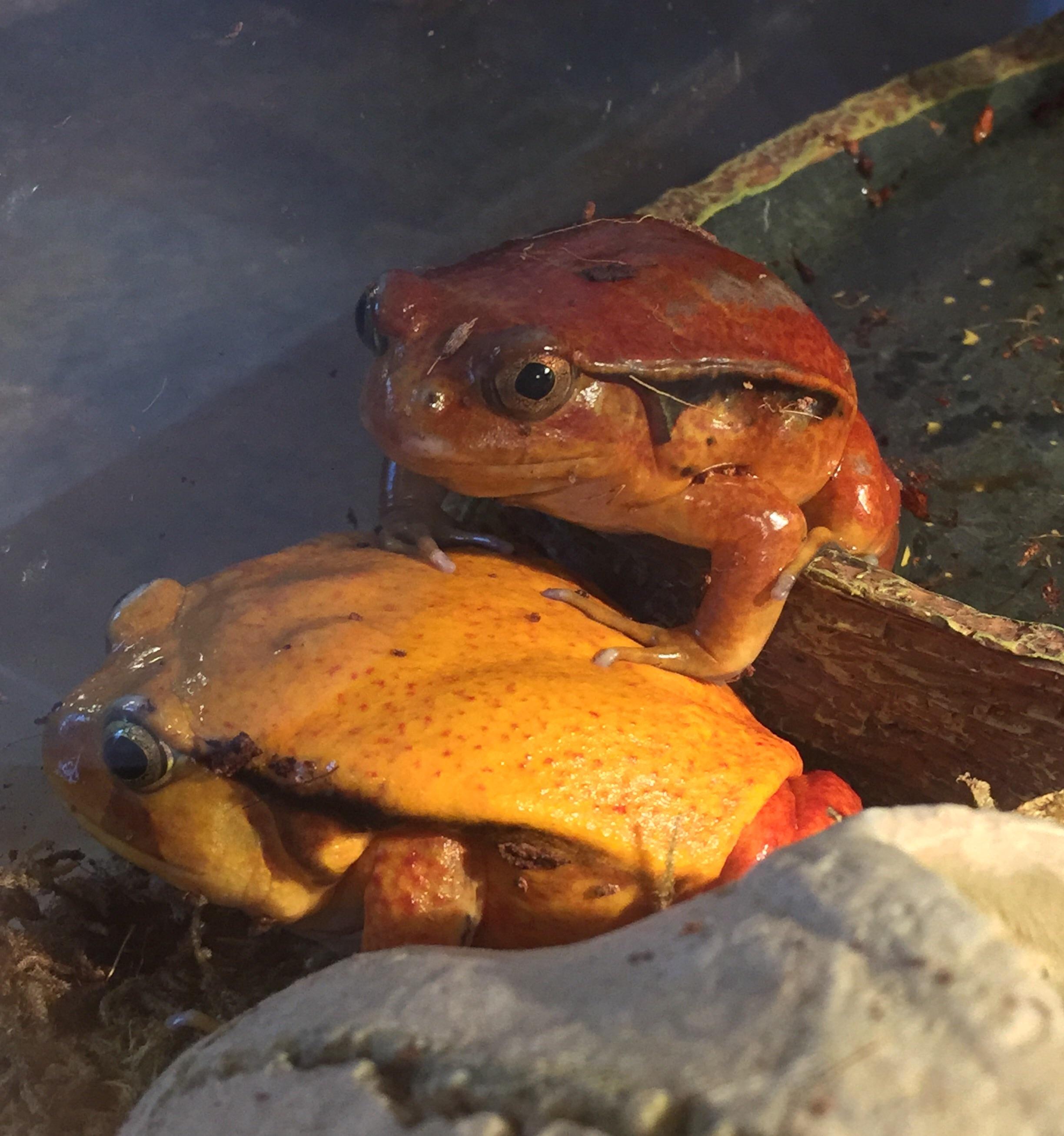My tomato frogs r/aww