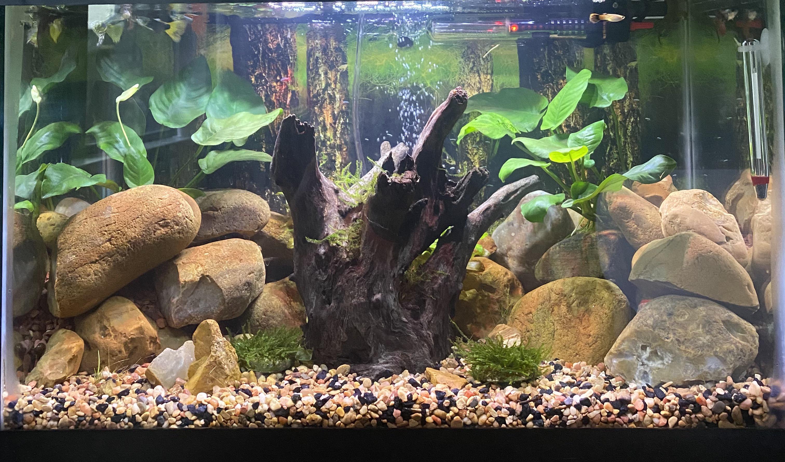 Leeches in my aquarium!! Info in comments. r/Aquariums